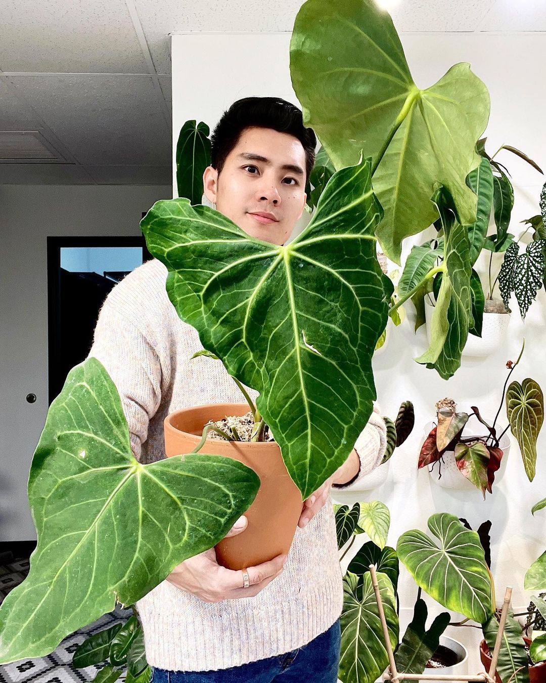 Anthurium Clarinervium x Pedatoradiatum fully rooted node 1 sprout