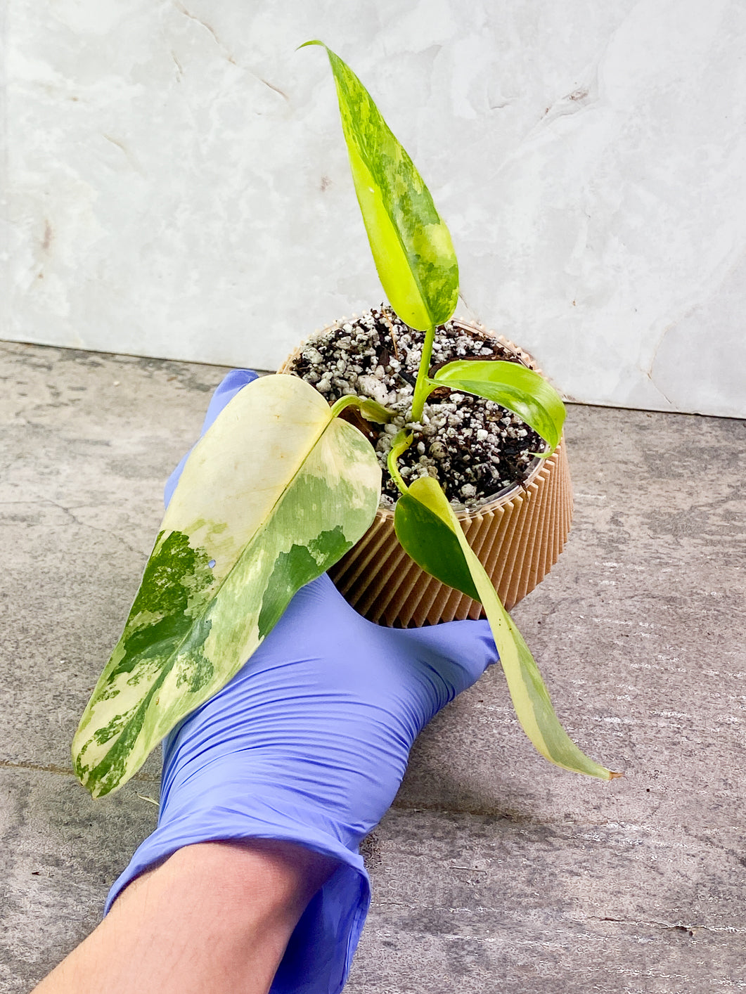 Philodendron Domesticum Variegated 1 leaf double nodes