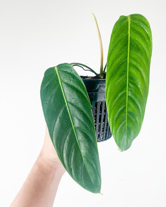 Philodendron esmeraldense narrow Rooting node