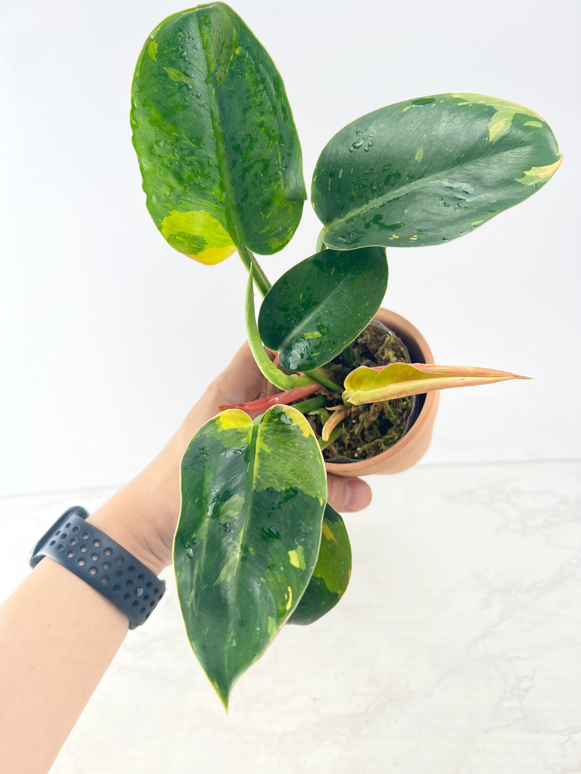 Philodendron green congo hybrid variegatedRooted 1 leaf