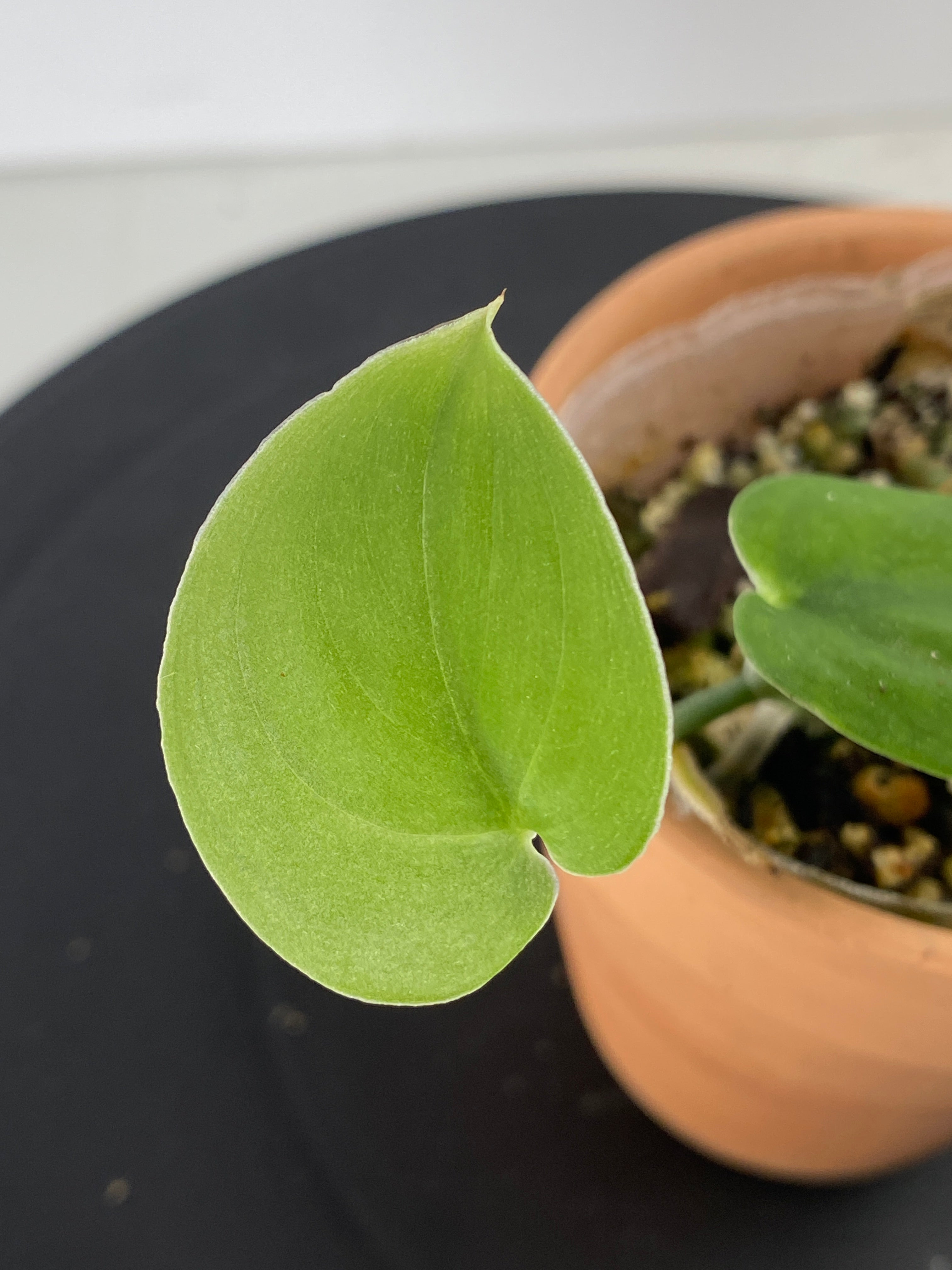 Scindapsus Jade Satin Dark Form 2 leaves multiple node rooted