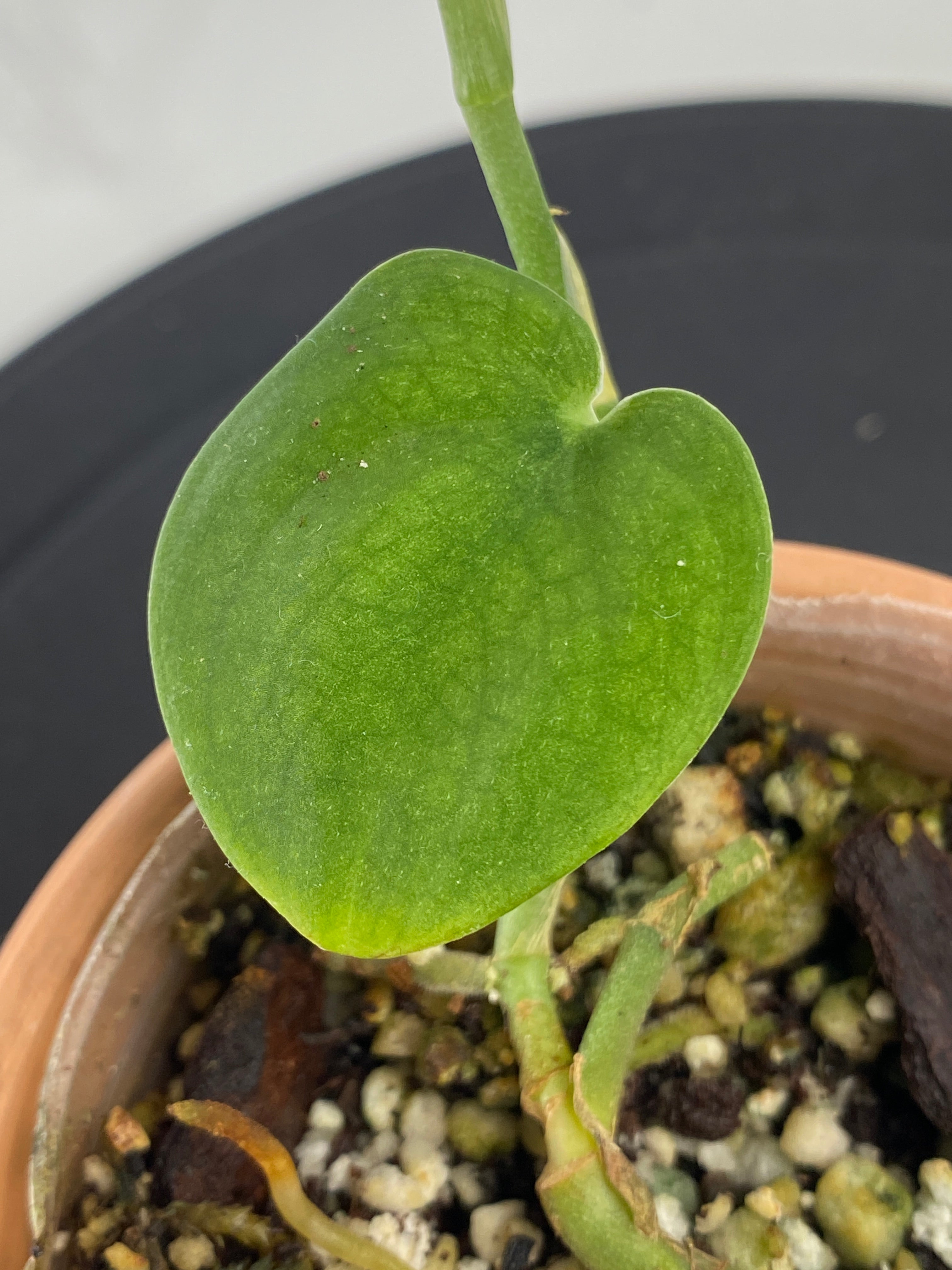 Scindapsus Jade Satin Dark Form 2 leaves multiple node rooted