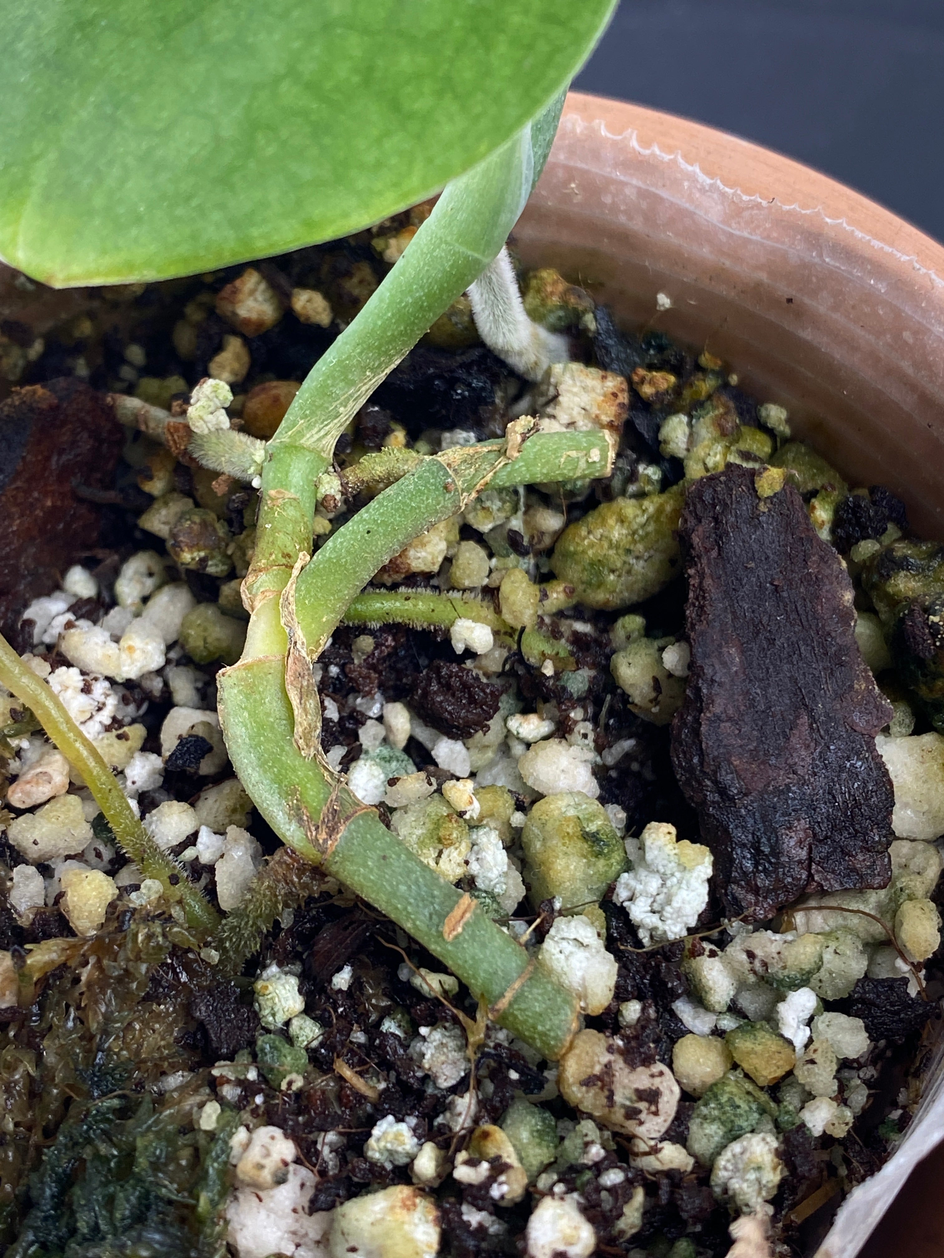 Scindapsus Jade Satin Dark Form 2 leaves multiple node rooted