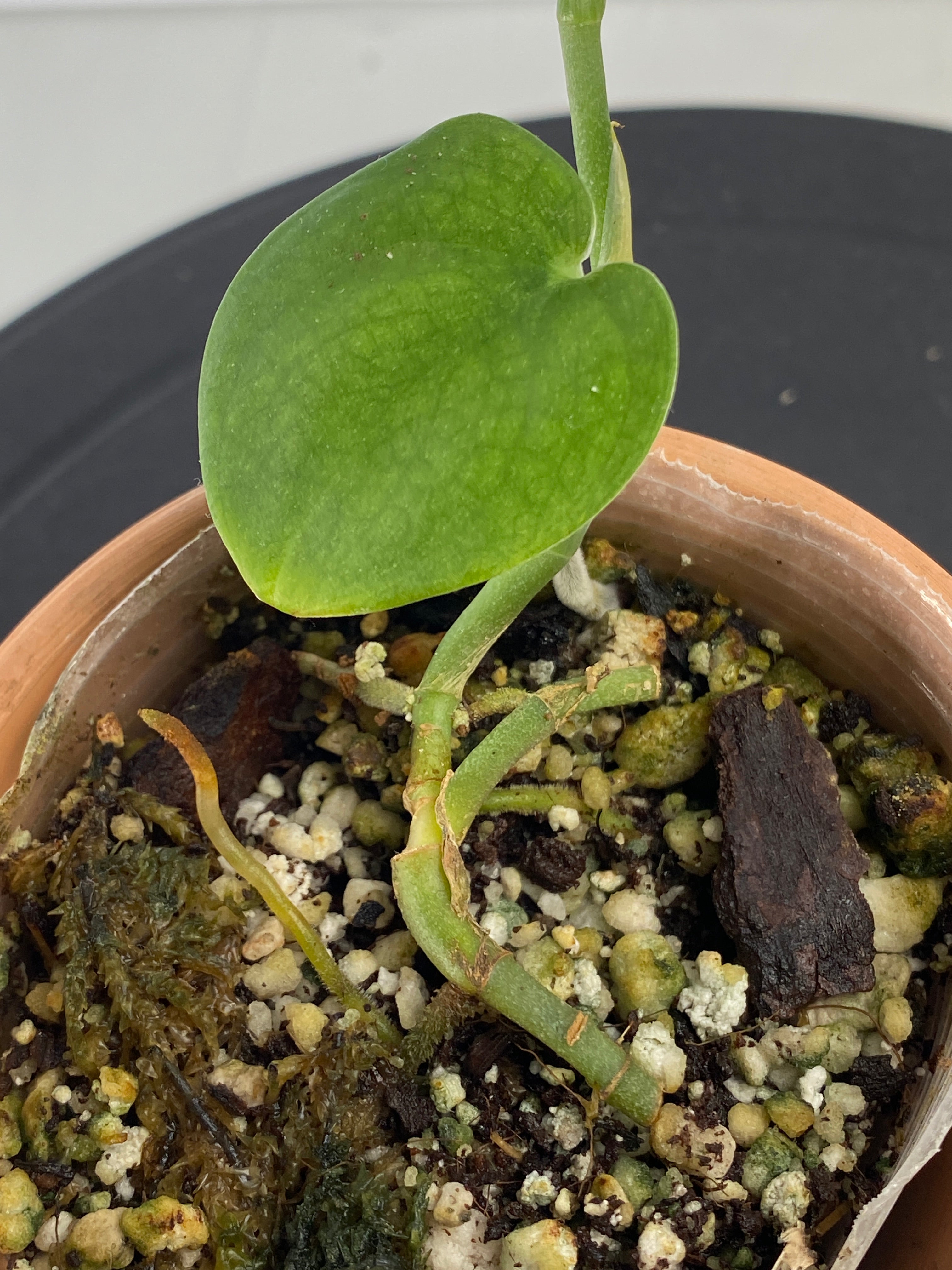 Scindapsus Jade Satin Dark Form 2 leaves multiple node rooted