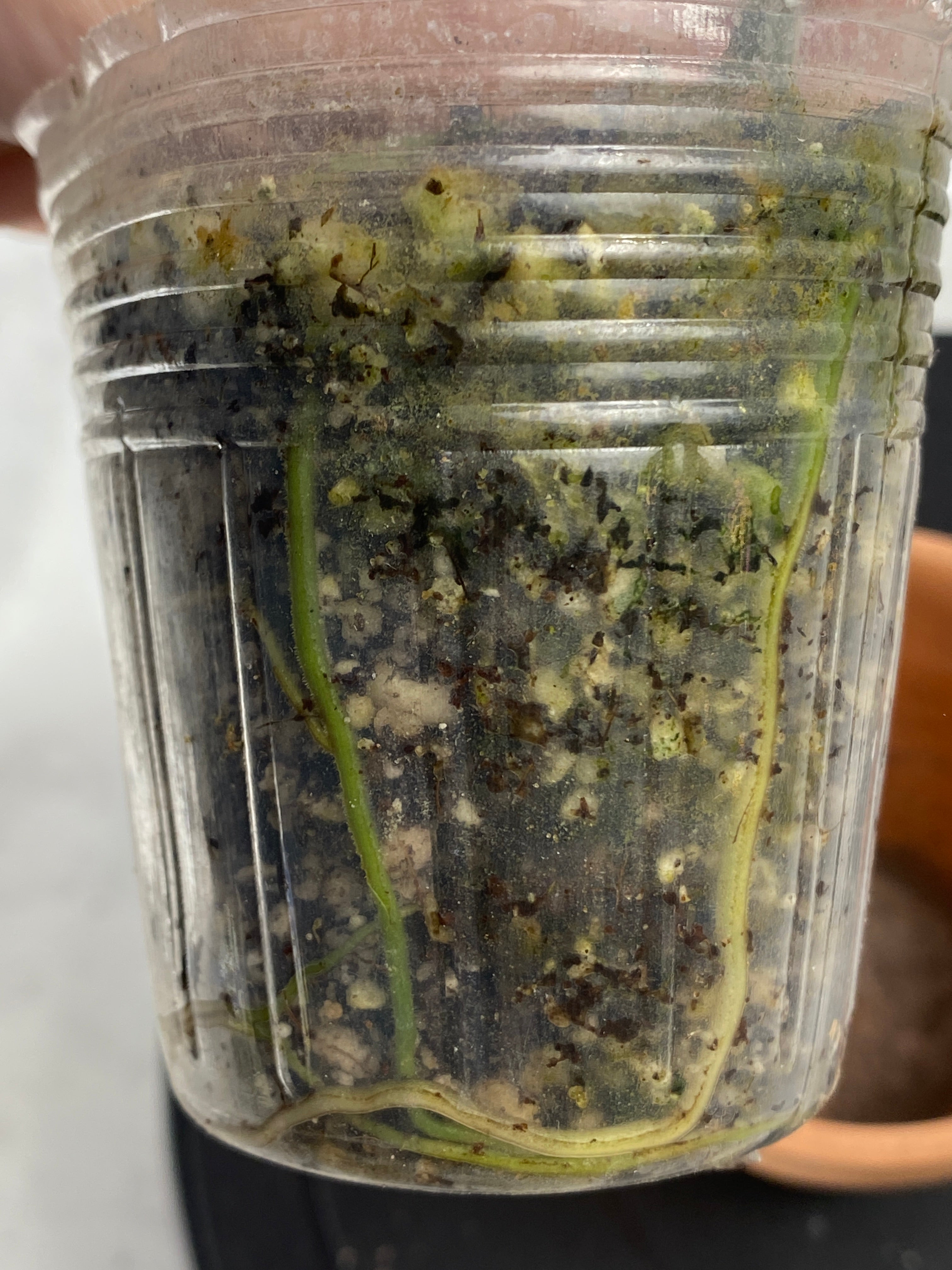 Scindapsus Jade Satin Dark Form 2 leaves multiple node rooted