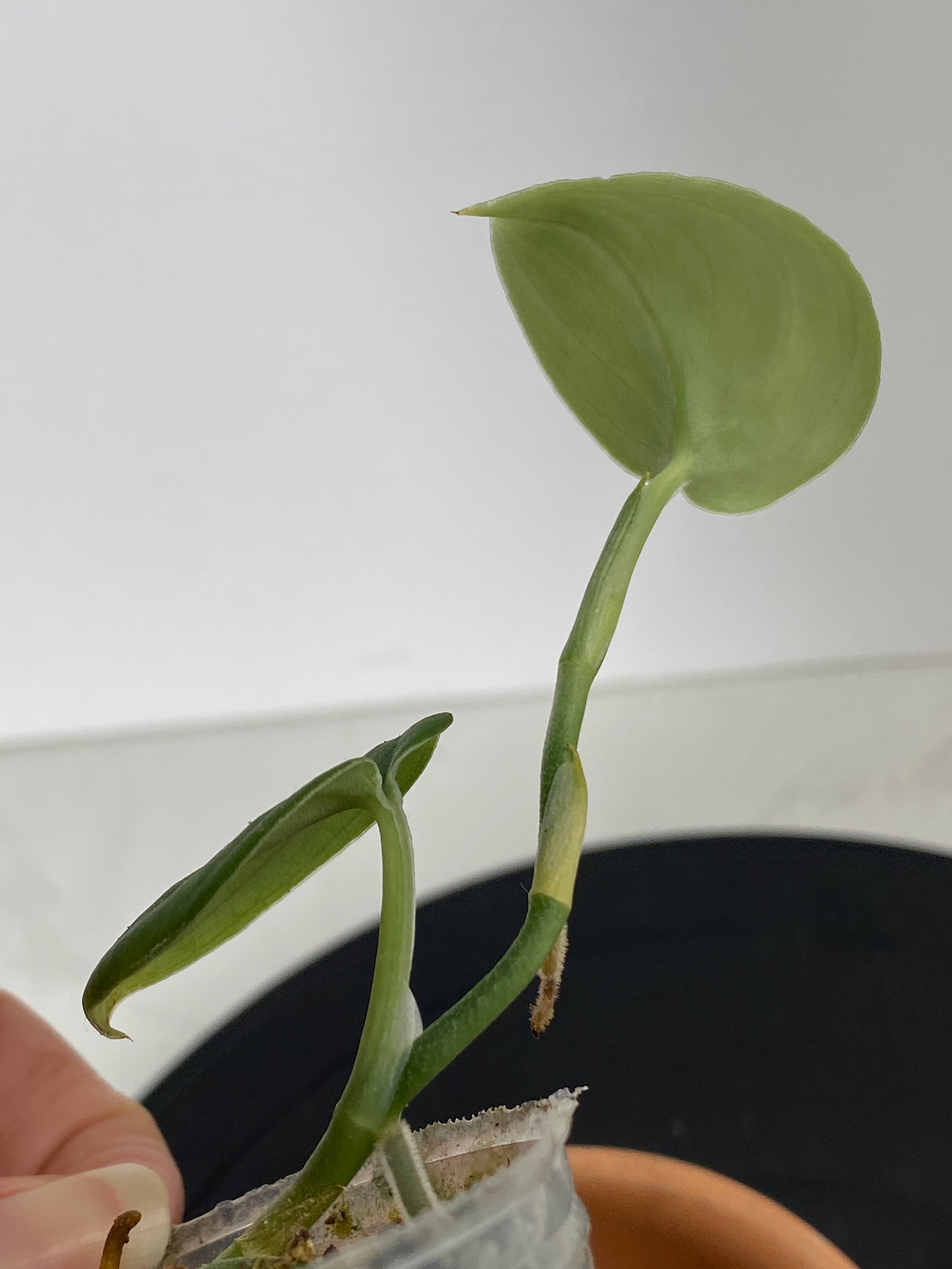 Scindapsus Jade Satin Dark Form 2 leaves multiple node rooted