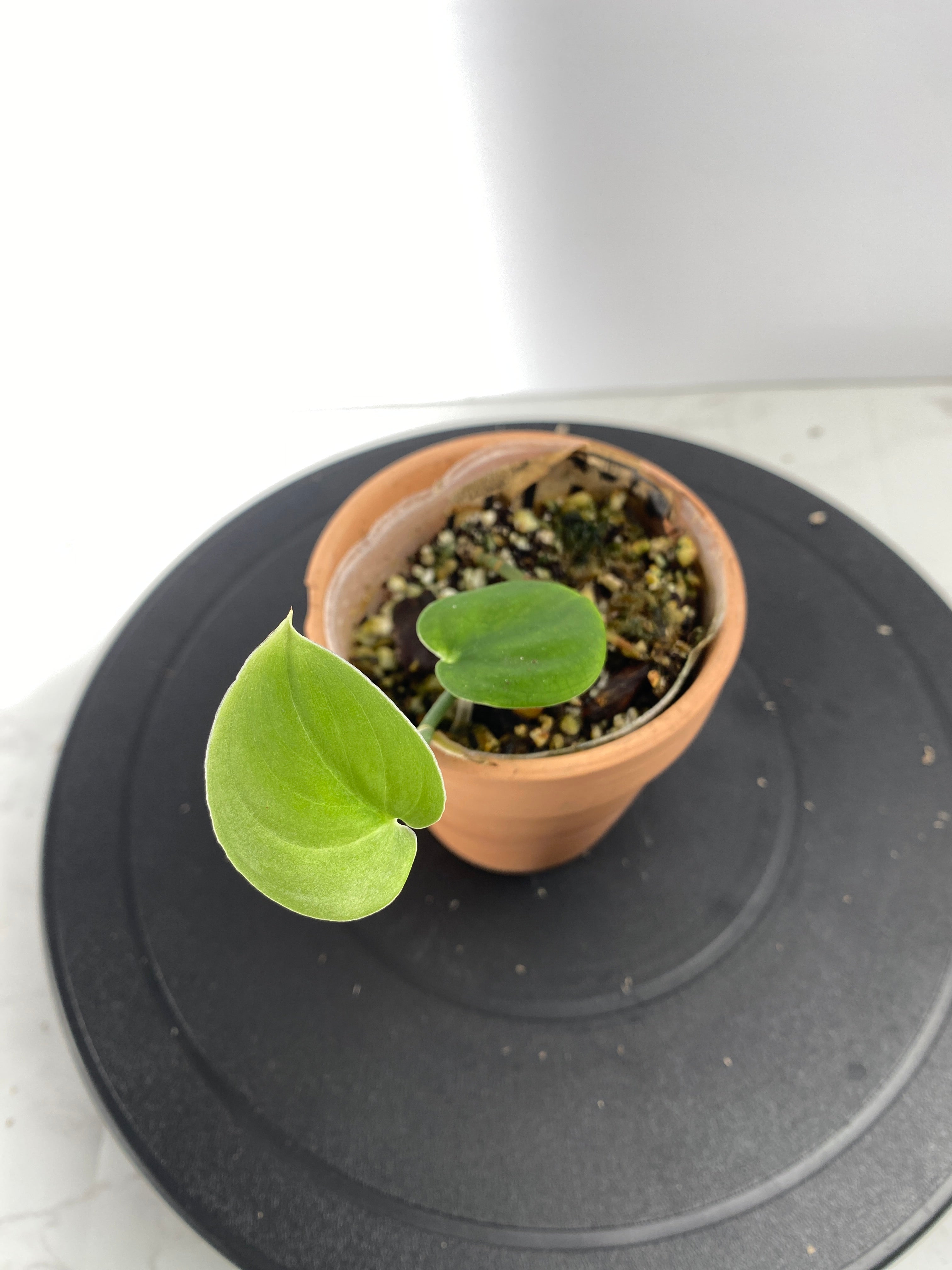 Scindapsus Jade Satin Dark Form 2 leaves multiple node rooted