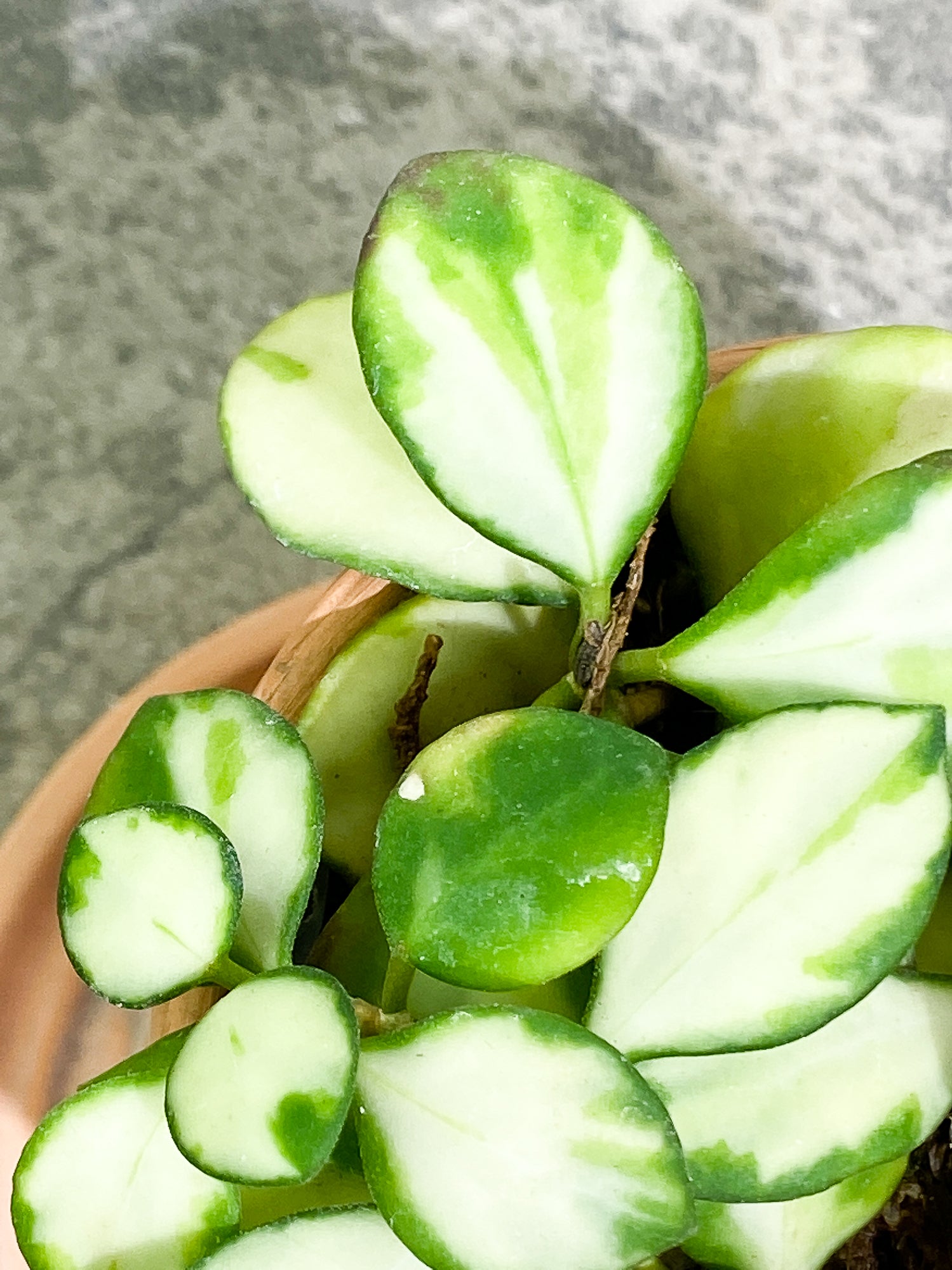 Hoya heuschkeliana variegated rooted