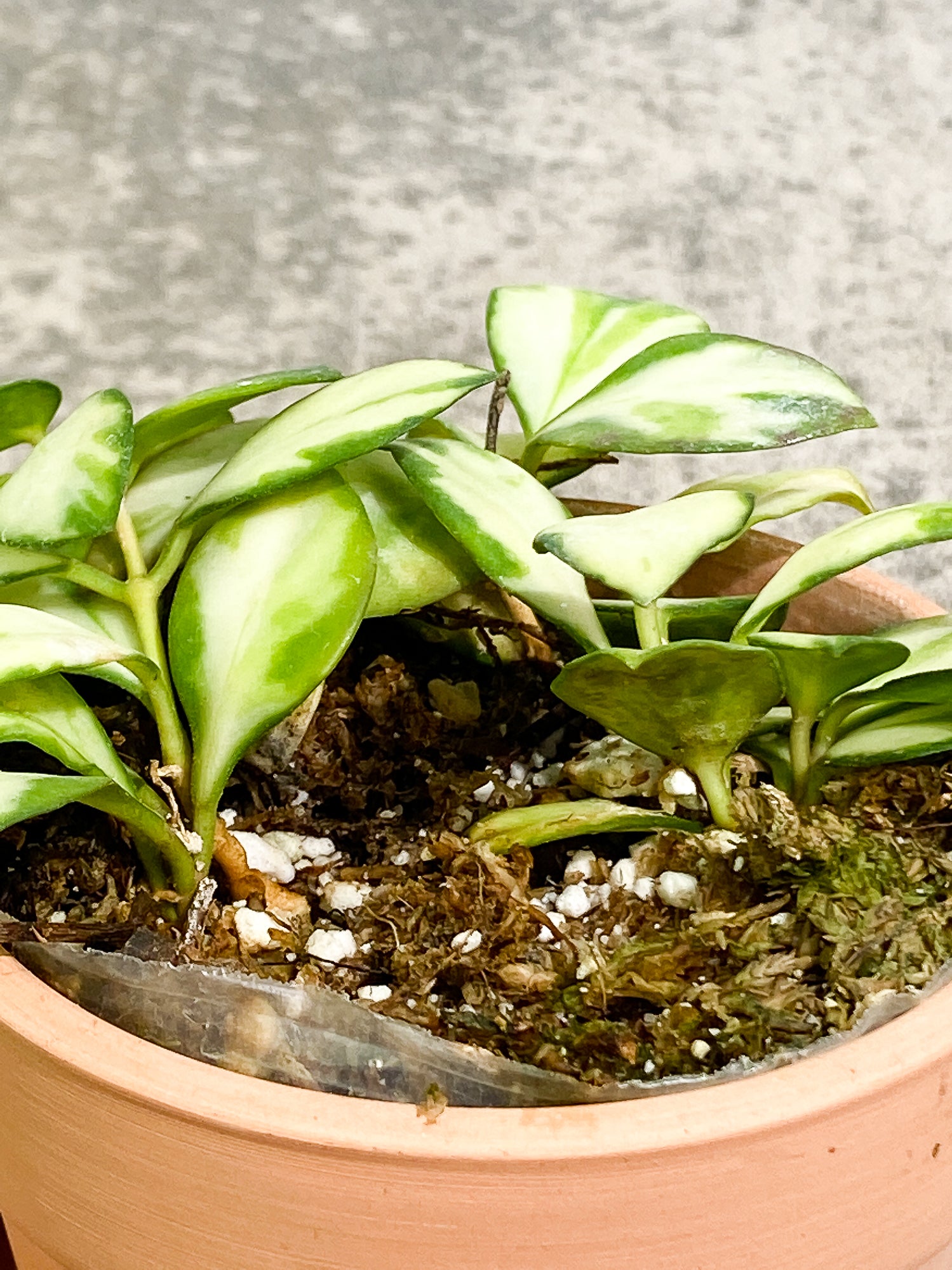 Hoya heuschkeliana variegated rooted