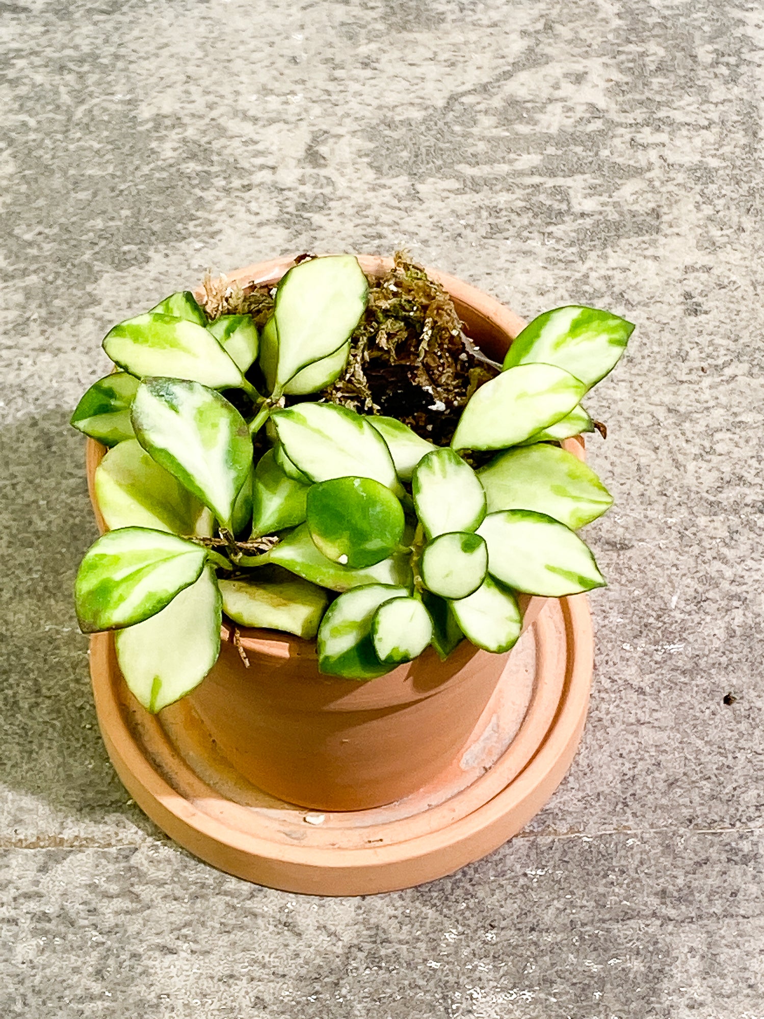 Hoya heuschkeliana variegated rooted