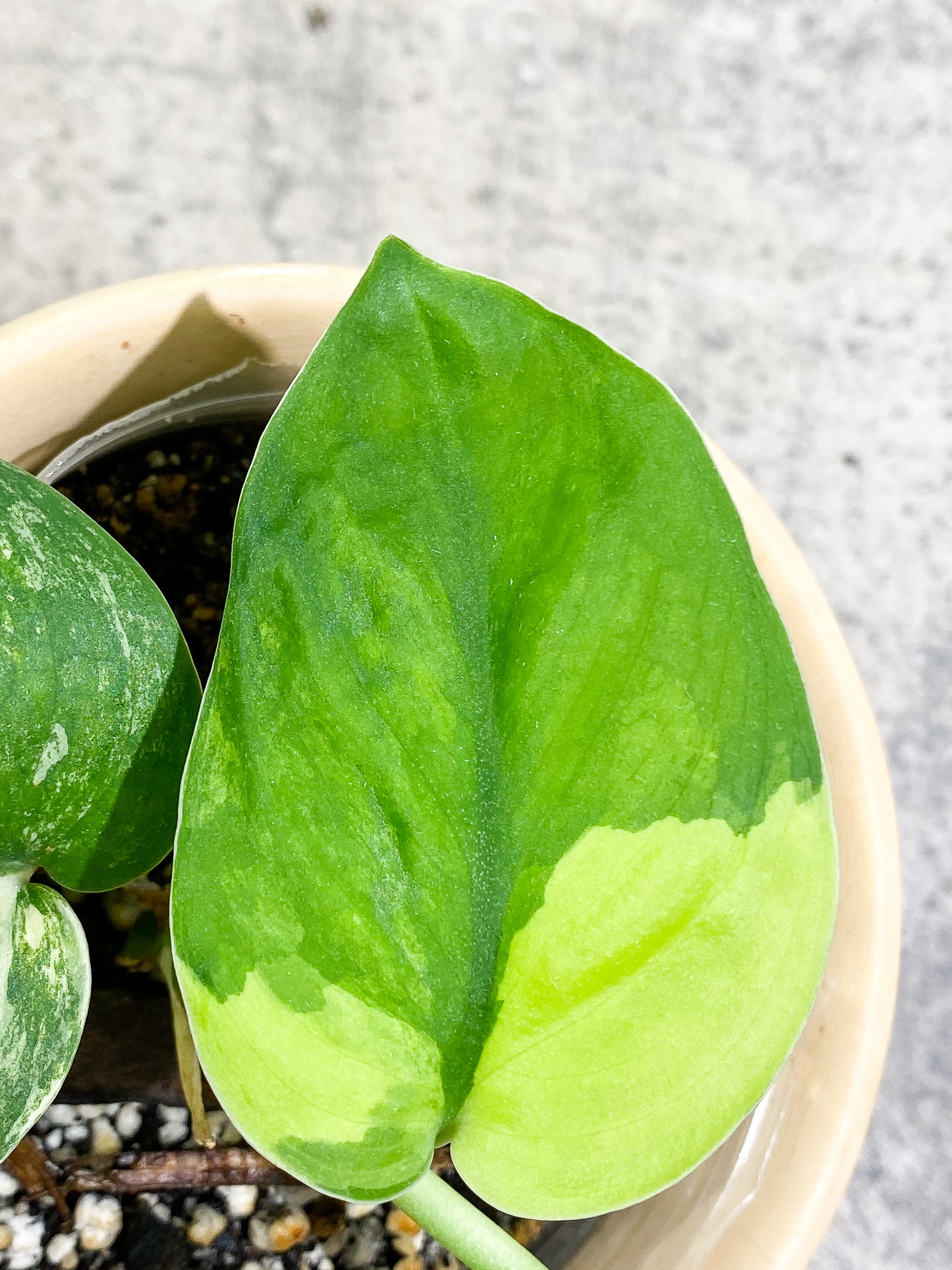Scindapsus Jade Satin Variegated 3 leaves 1 sprout Slightly rooted
