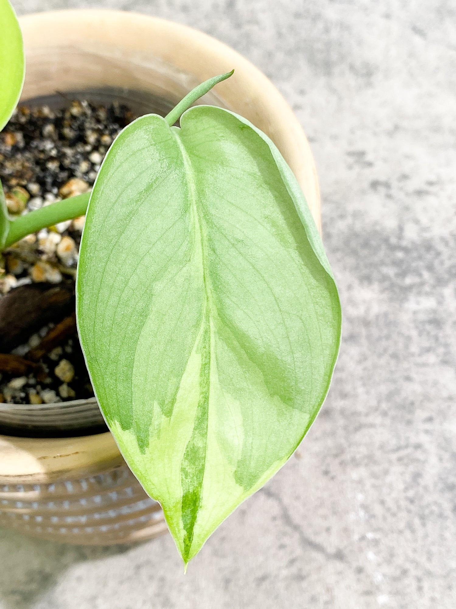 Scindapsus Jade Satin Variegated 3 leaves 1 sprout Slightly rooted