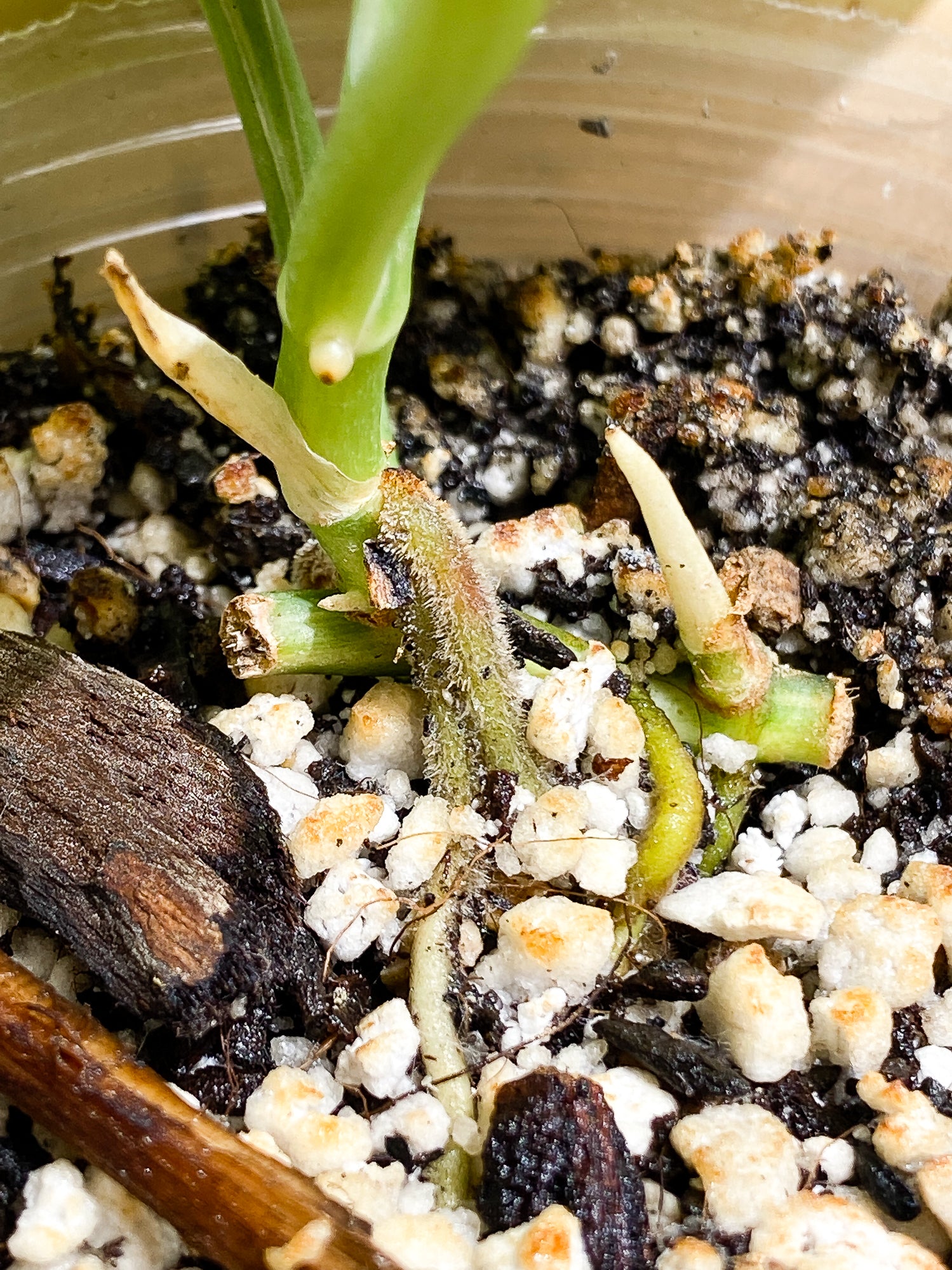 Scindapsus Jade Satin Variegated 3 leaves 1 sprout Slightly rooted