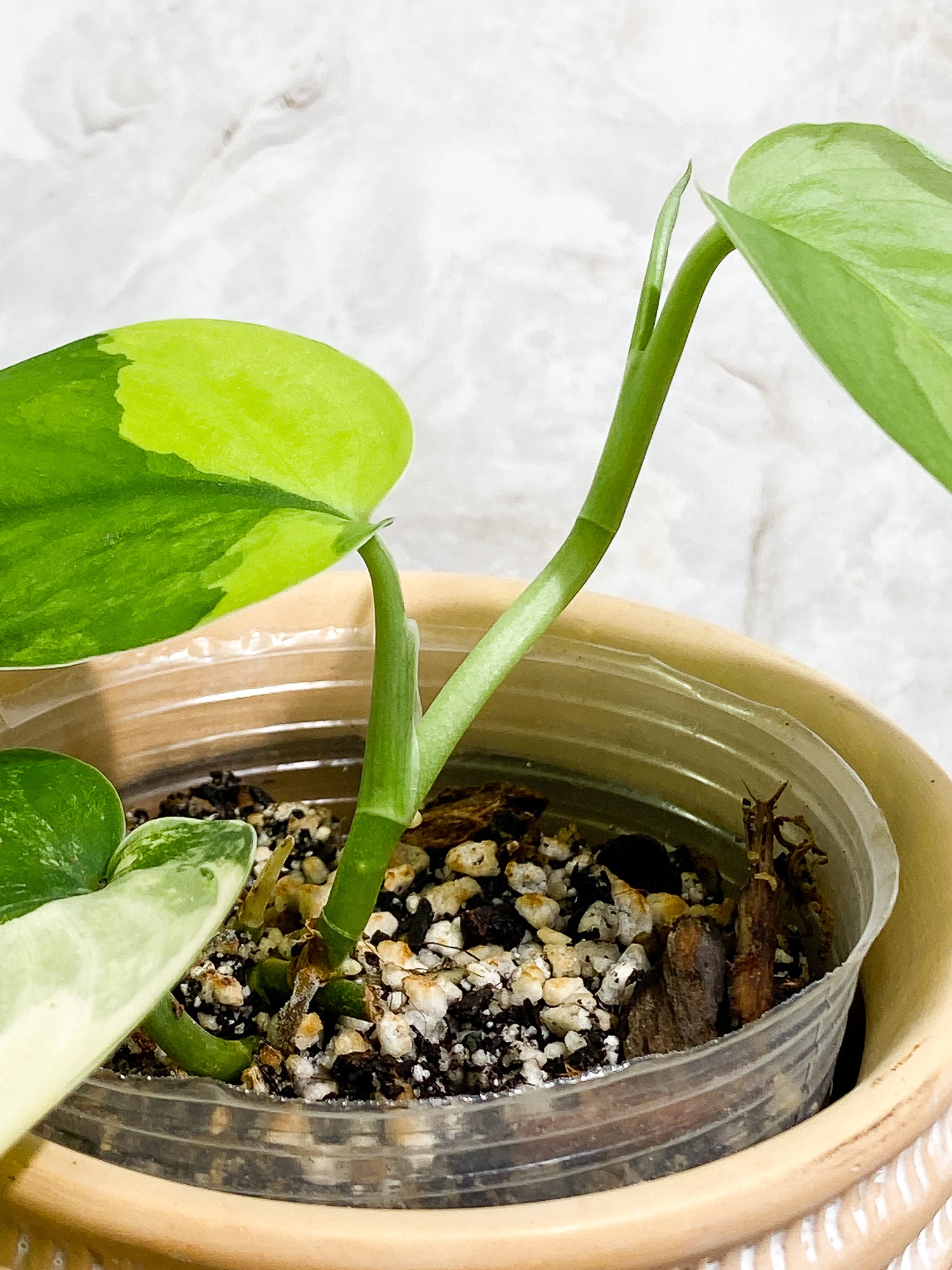 Scindapsus Jade Satin Variegated 3 leaves 1 sprout Slightly rooted