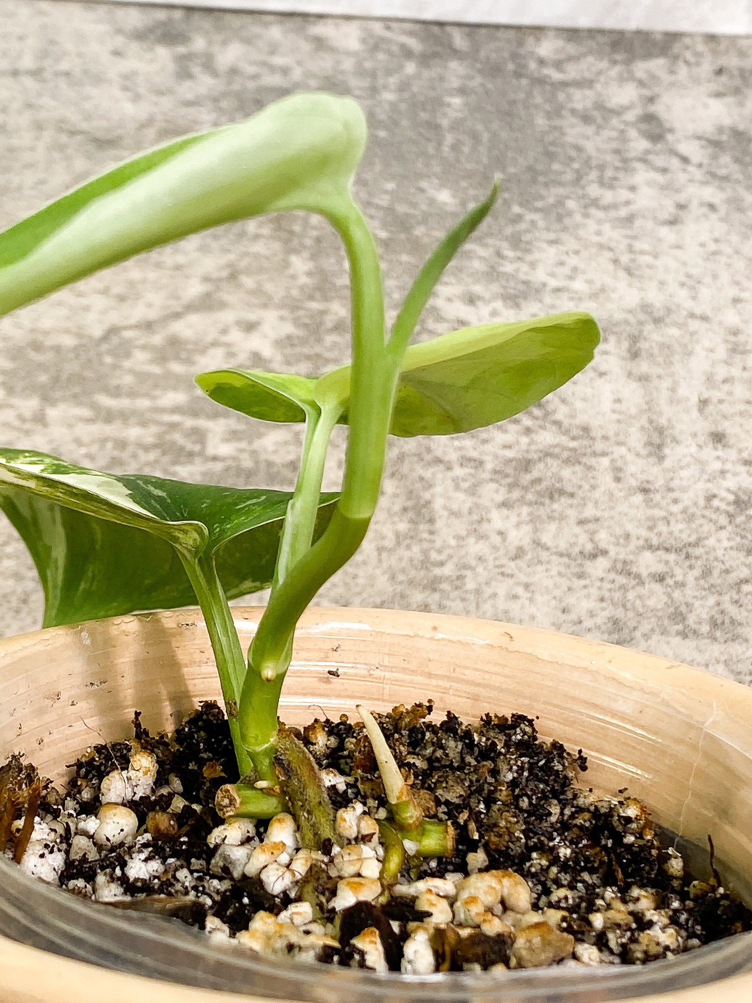 Scindapsus Jade Satin Variegated 3 leaves 1 sprout Slightly rooted