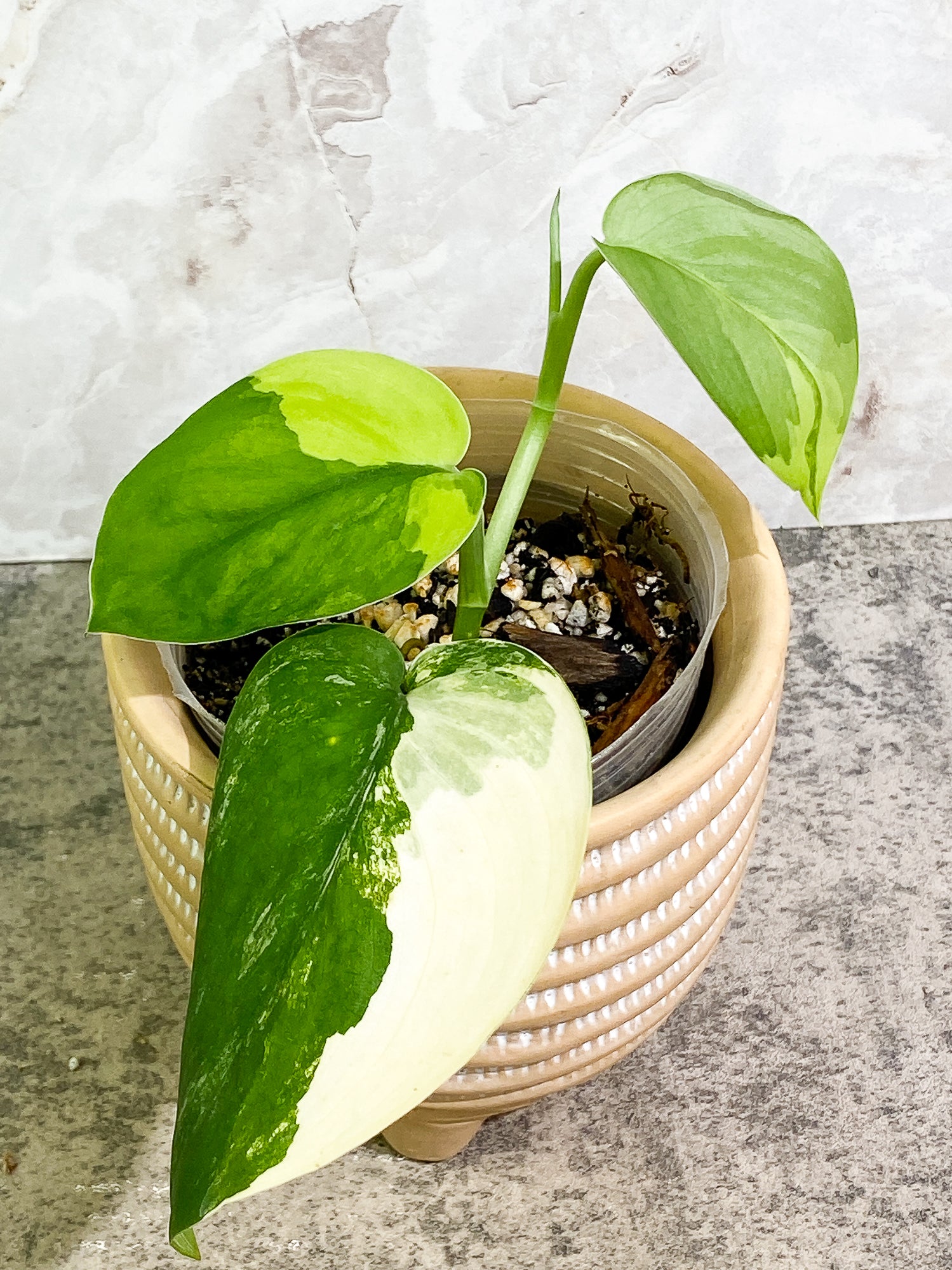 Scindapsus Jade Satin Variegated 3 leaves 1 sprout Slightly rooted