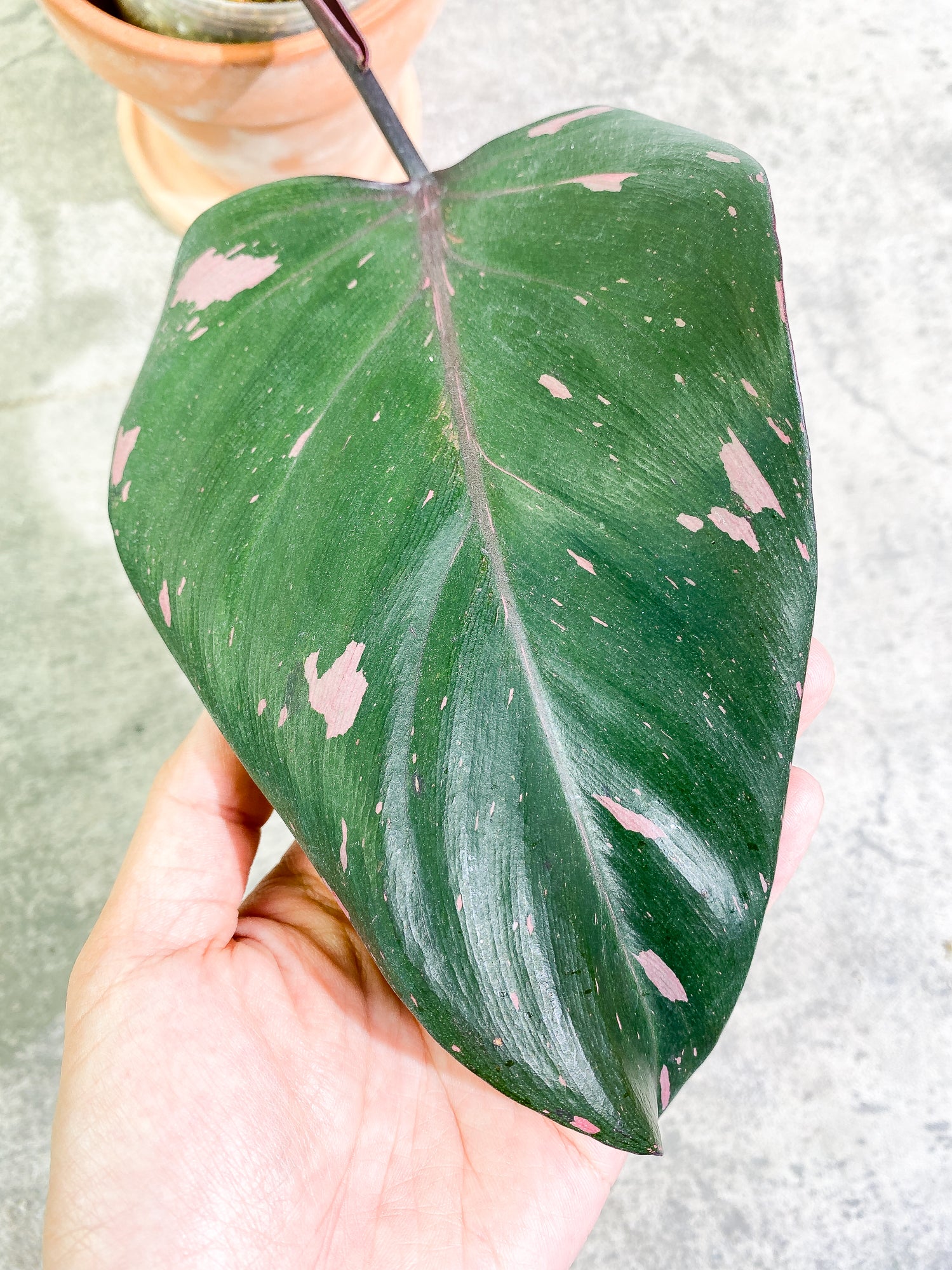 Philodendron pink princess black cherry 2 leaves slightly rooted