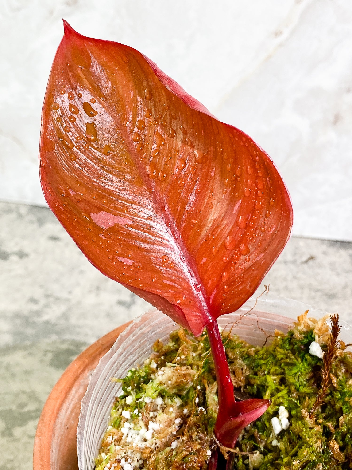Philodendron pink princess black cherry 2 leaves slightly rooted