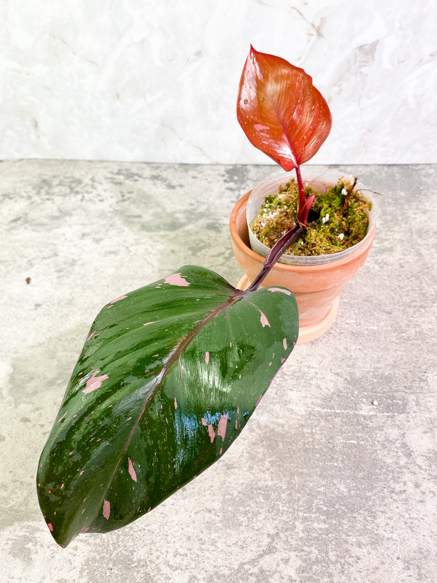 Philodendron pink princess black cherry 2 leaves slightly rooted