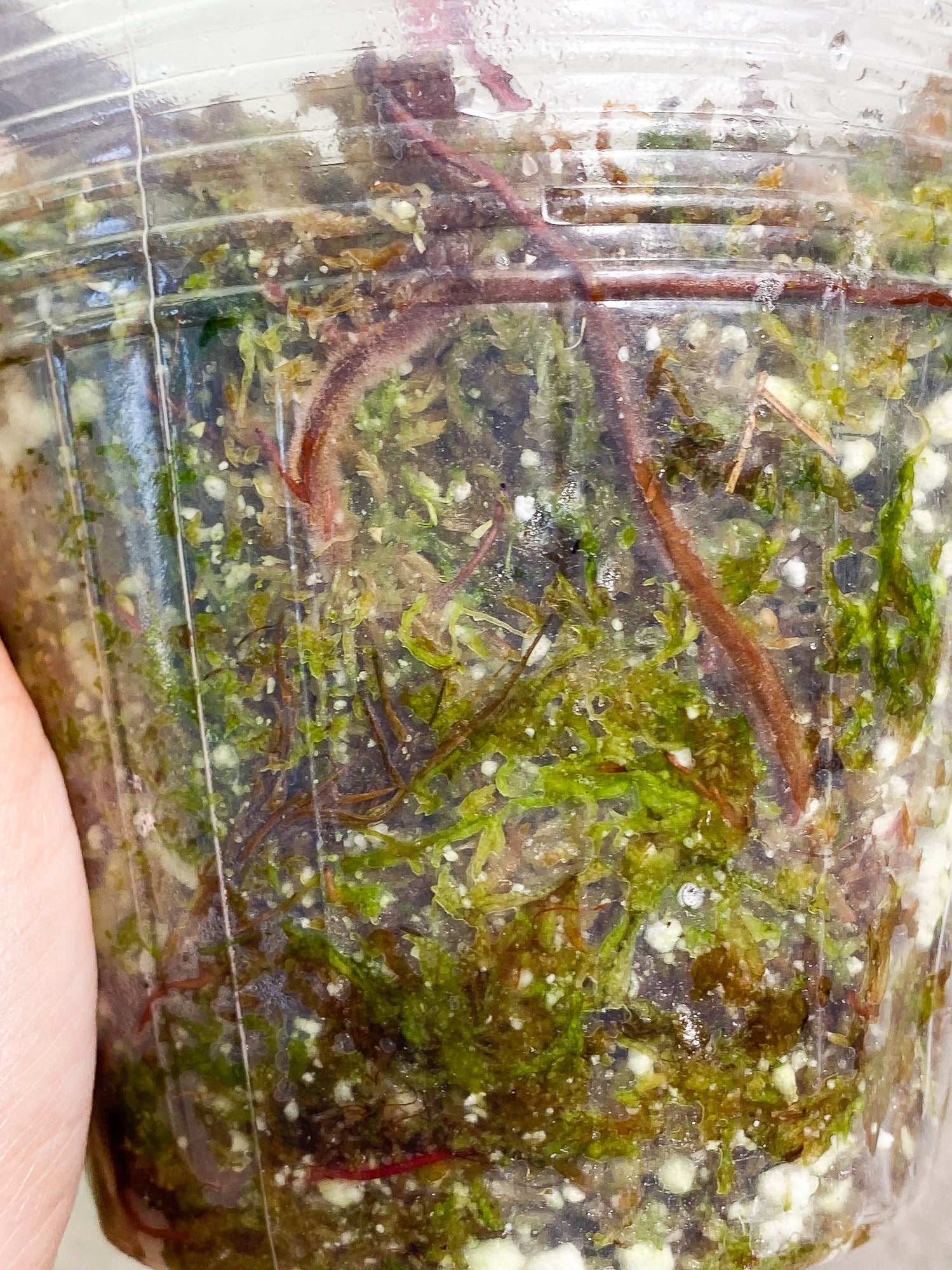 Philodendron pink princess black cherry 2 leaves slightly rooted