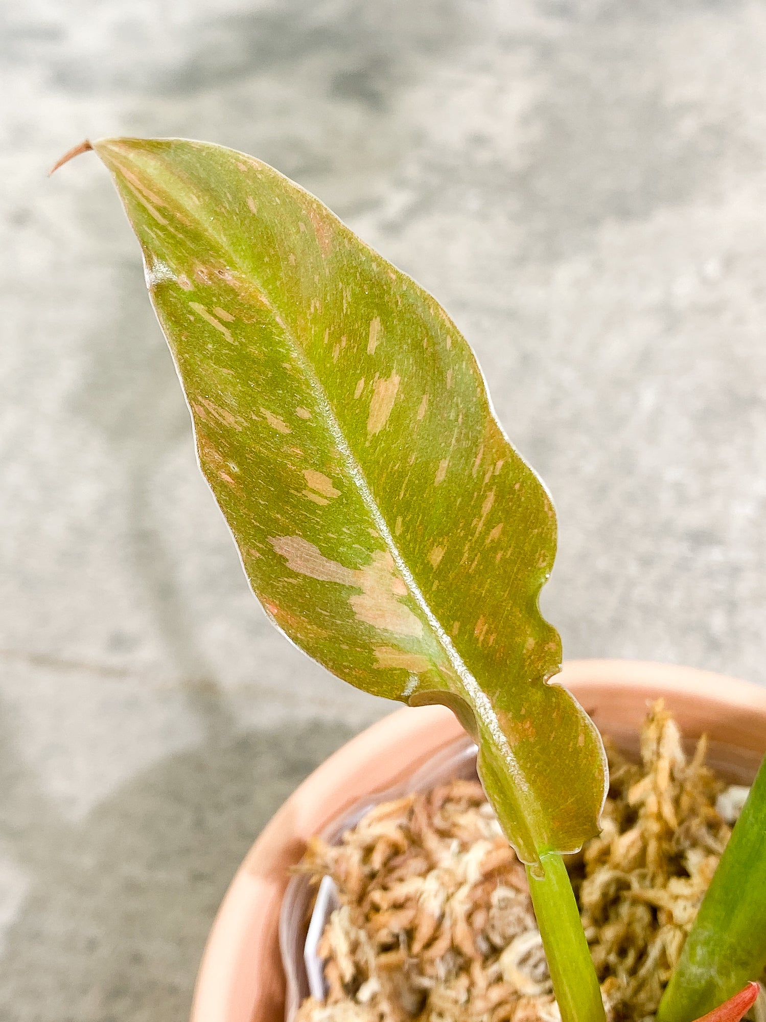 Philodendron Ring of Fire 4 leaves 1 sprout fully rooted