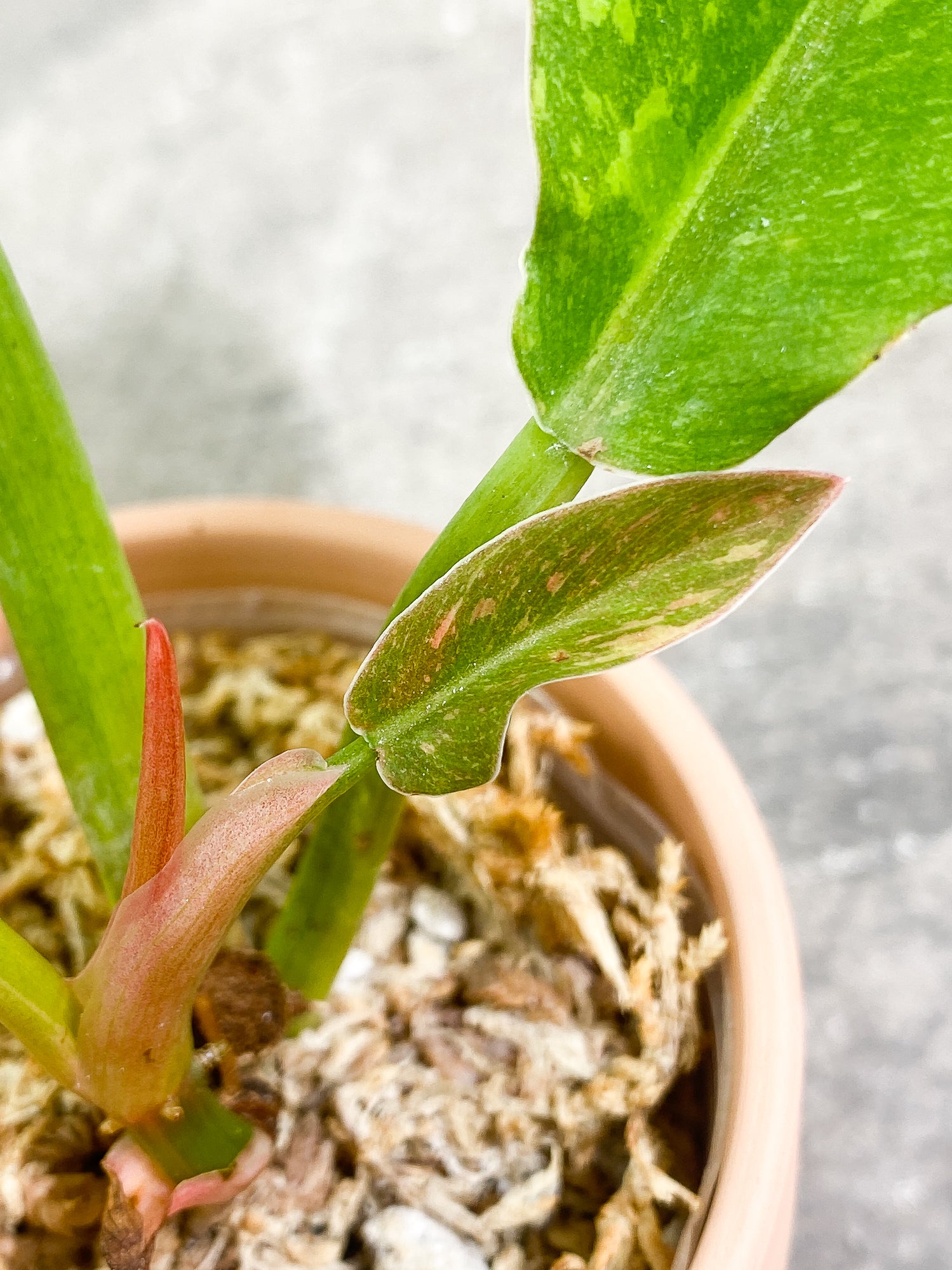 Philodendron Ring of Fire 4 leaves 1 sprout fully rooted