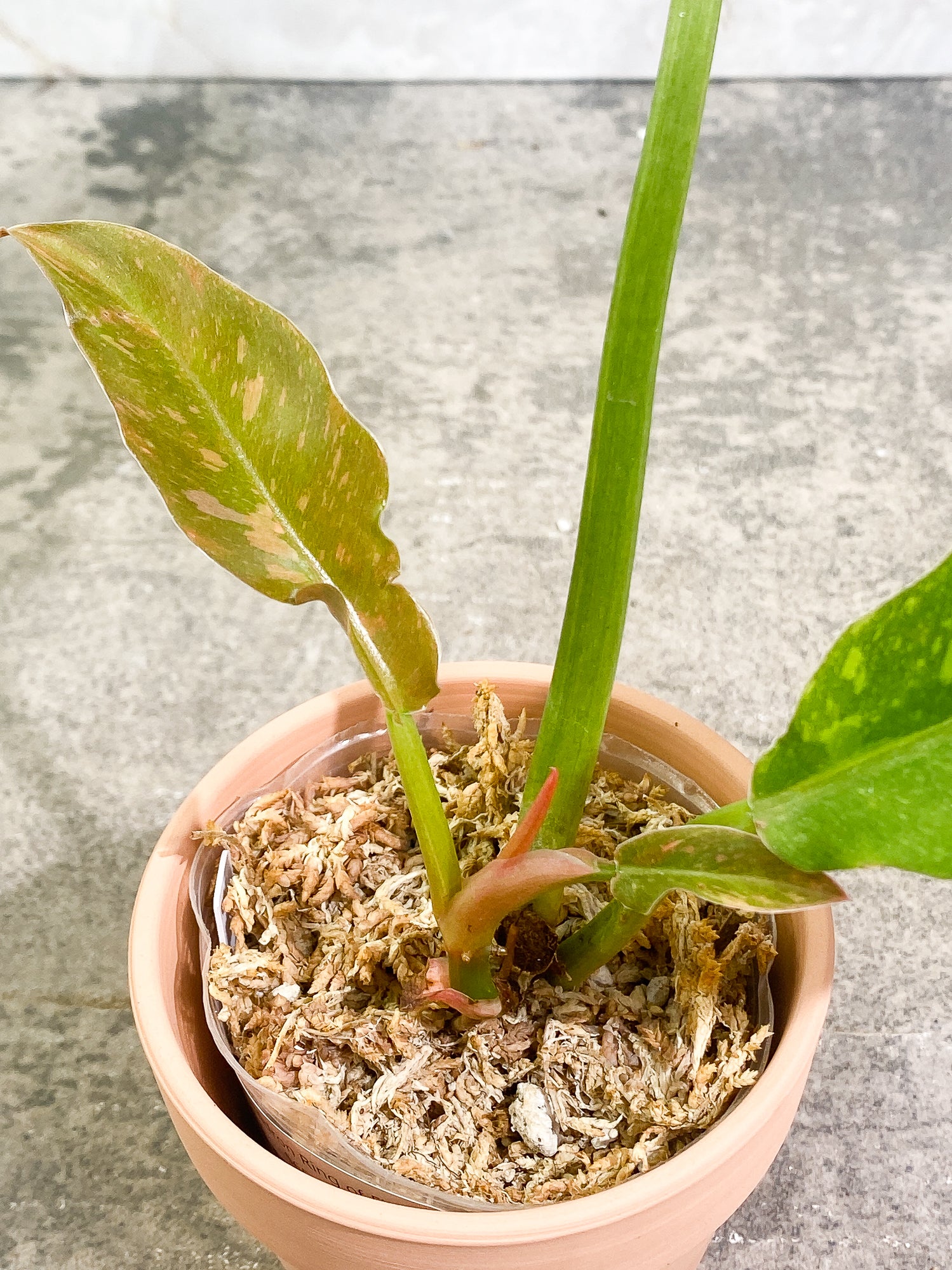 Philodendron Ring of Fire 4 leaves 1 sprout fully rooted