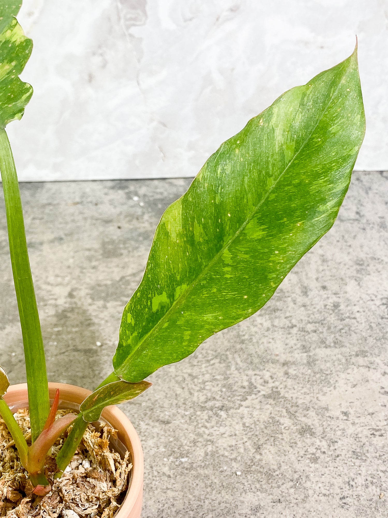 Philodendron Ring of Fire 4 leaves 1 sprout fully rooted