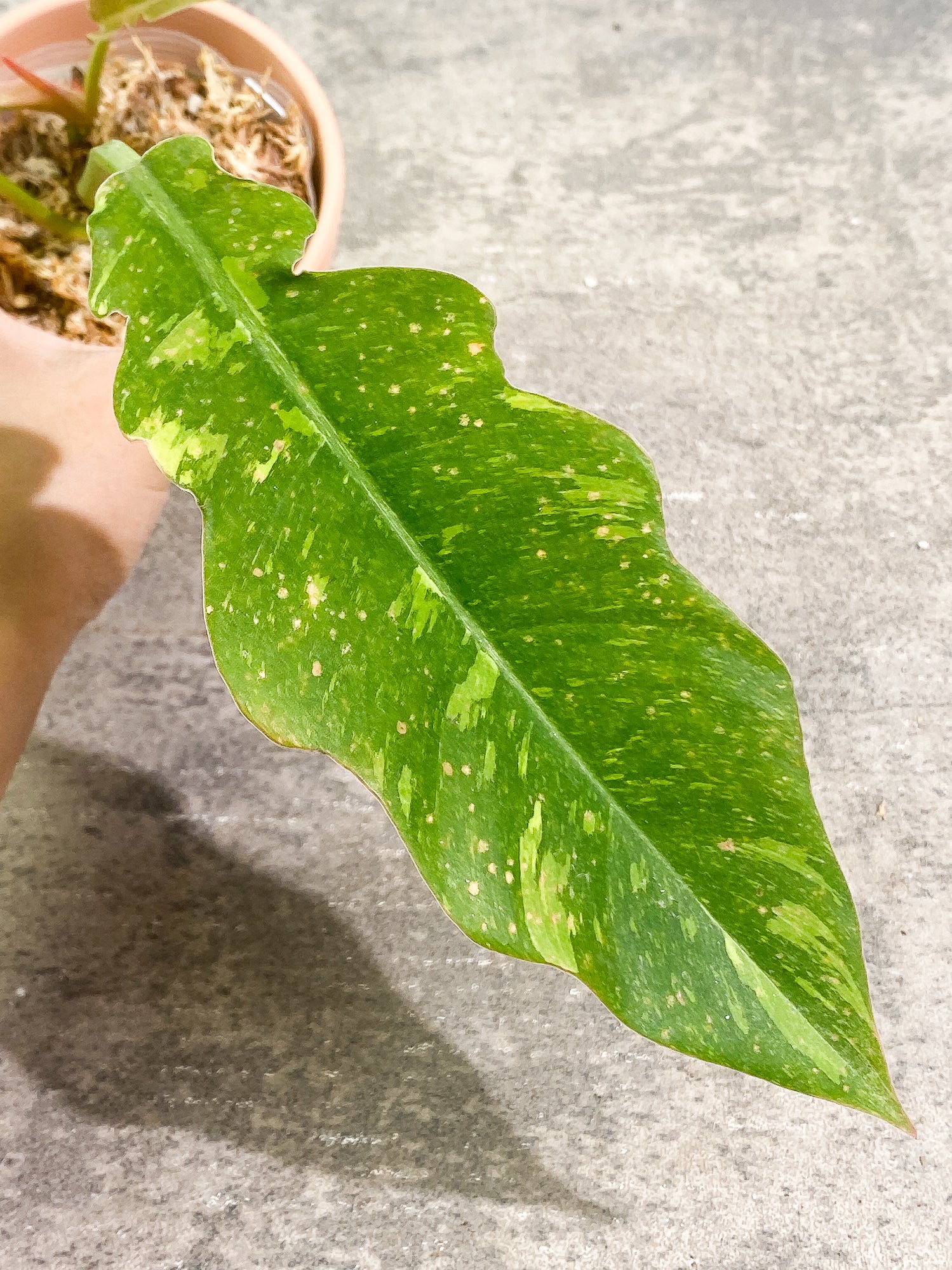 Philodendron Ring of Fire 4 leaves 1 sprout fully rooted