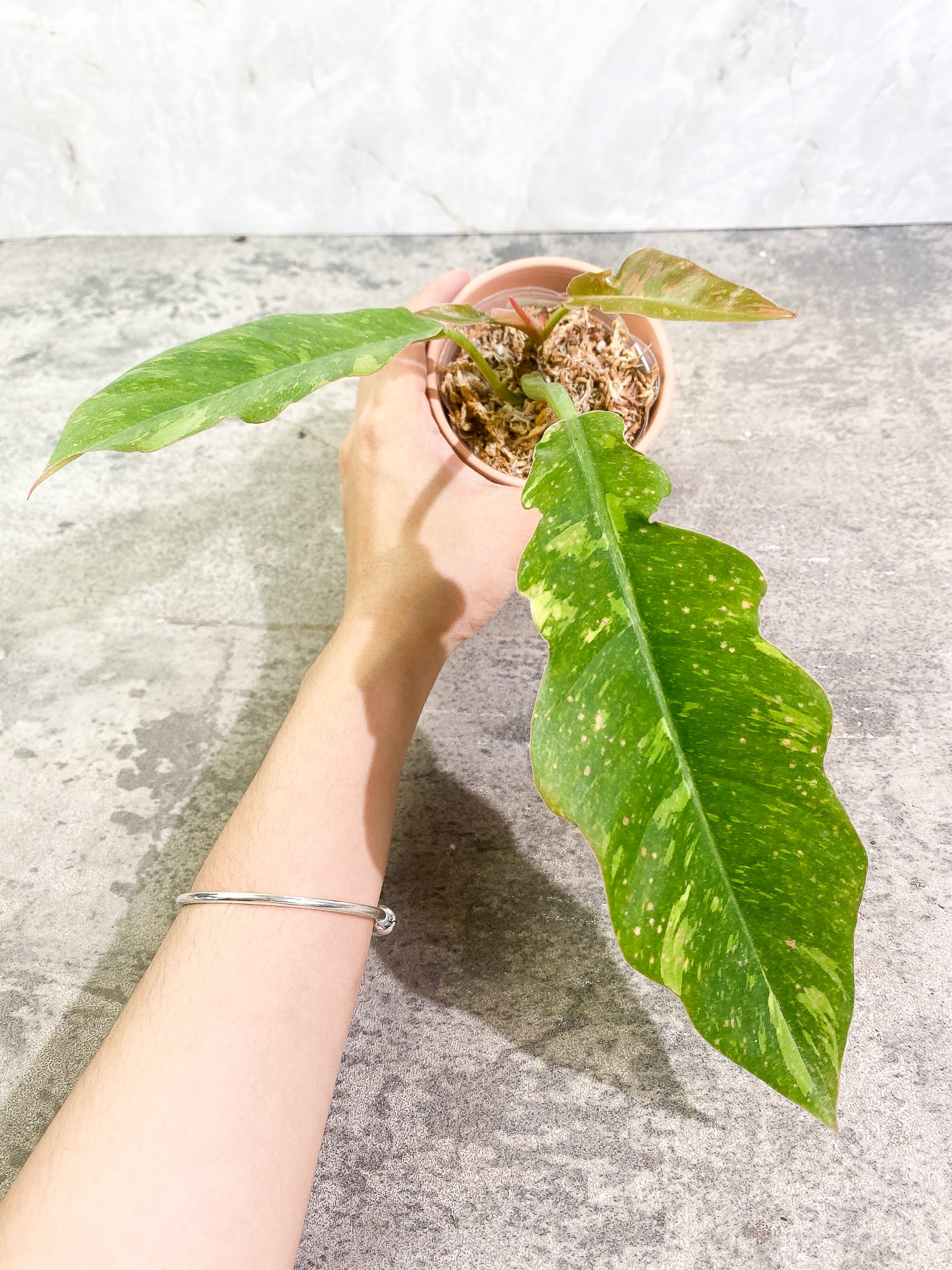 Philodendron Ring of Fire 4 leaves 1 sprout fully rooted