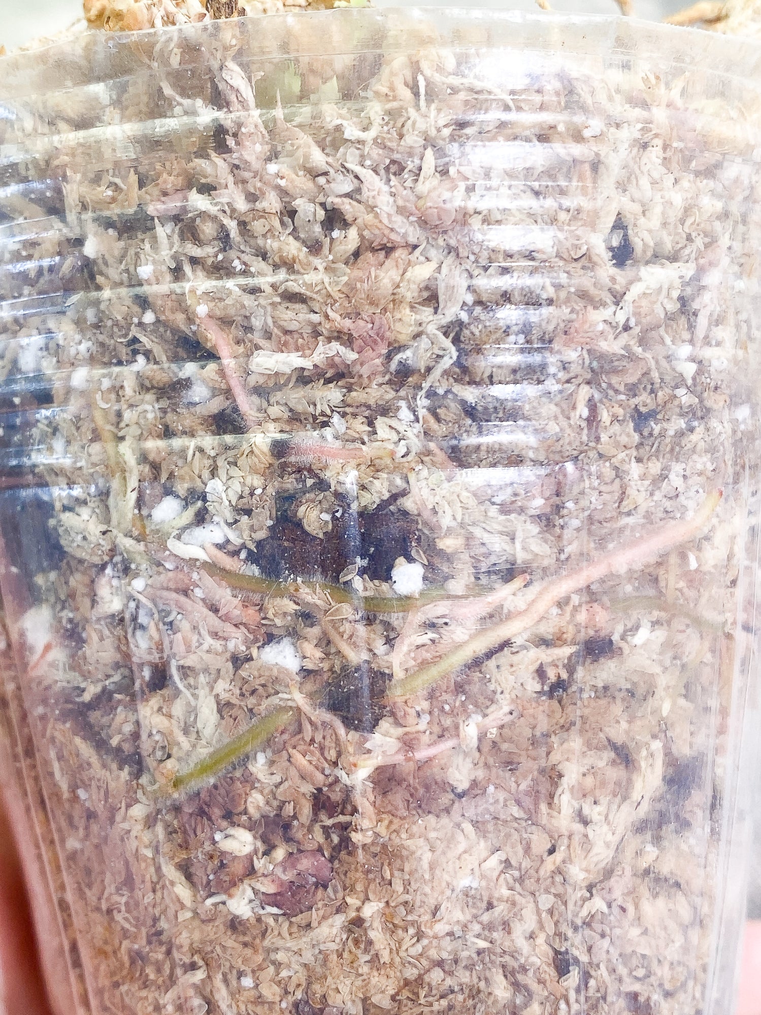 Philodendron Ring of Fire 4 leaves 1 sprout fully rooted