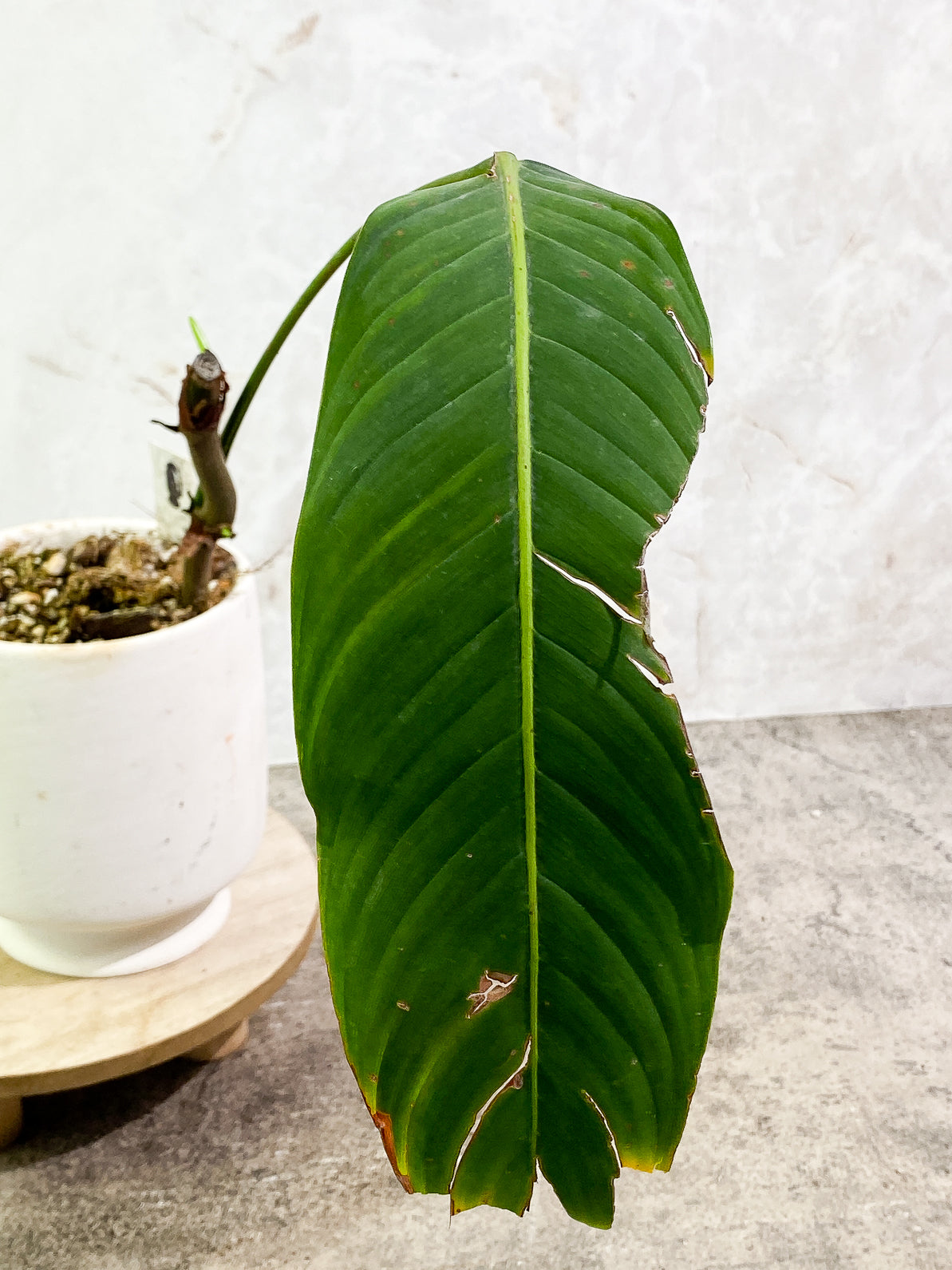 Philodendron heterocraspedon 1leaf 1 sprout rooted