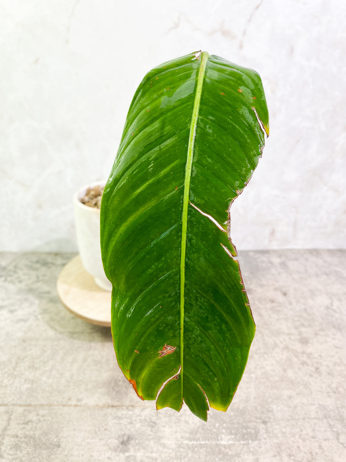 Philodendron heterocraspedon 1leaf 1 sprout rooted
