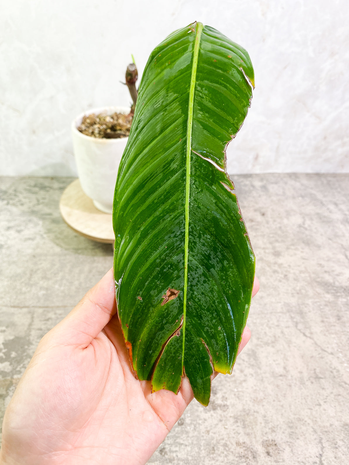 Philodendron heterocraspedon 1leaf 1 sprout rooted