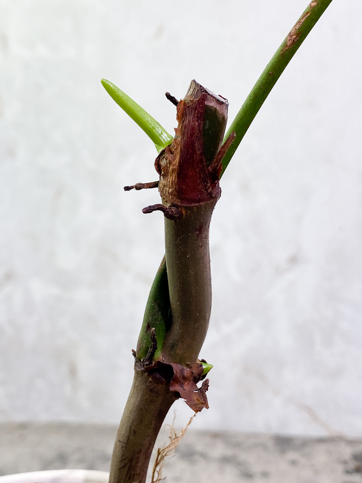 Philodendron heterocraspedon 1leaf 1 sprout rooted