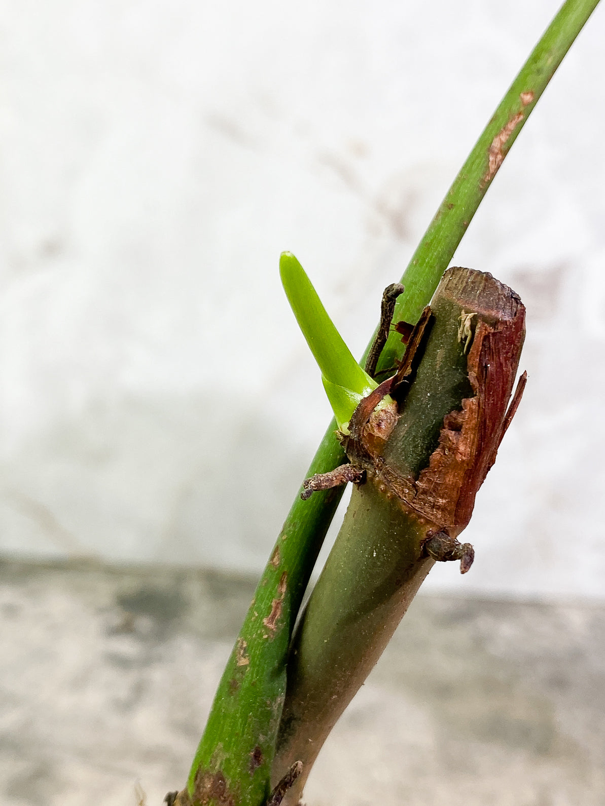 Philodendron heterocraspedon 1leaf 1 sprout rooted