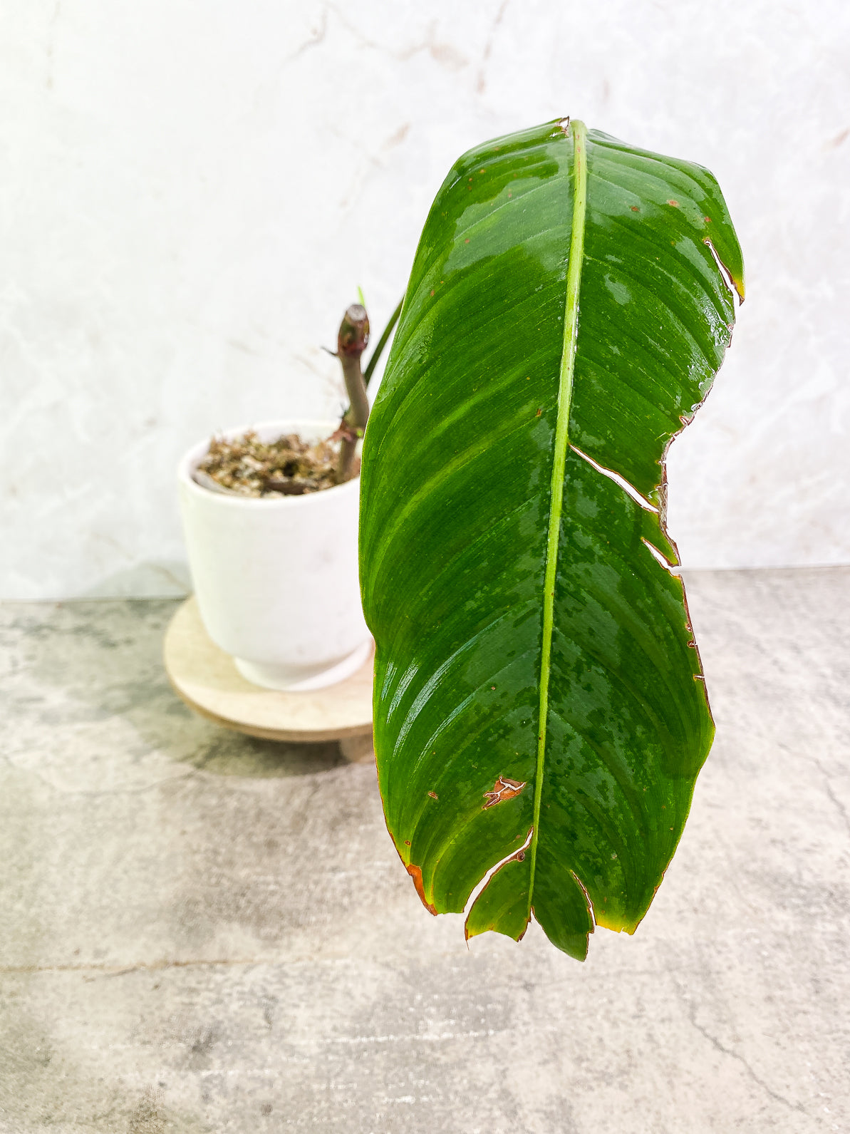 Philodendron heterocraspedon 1leaf 1 sprout rooted