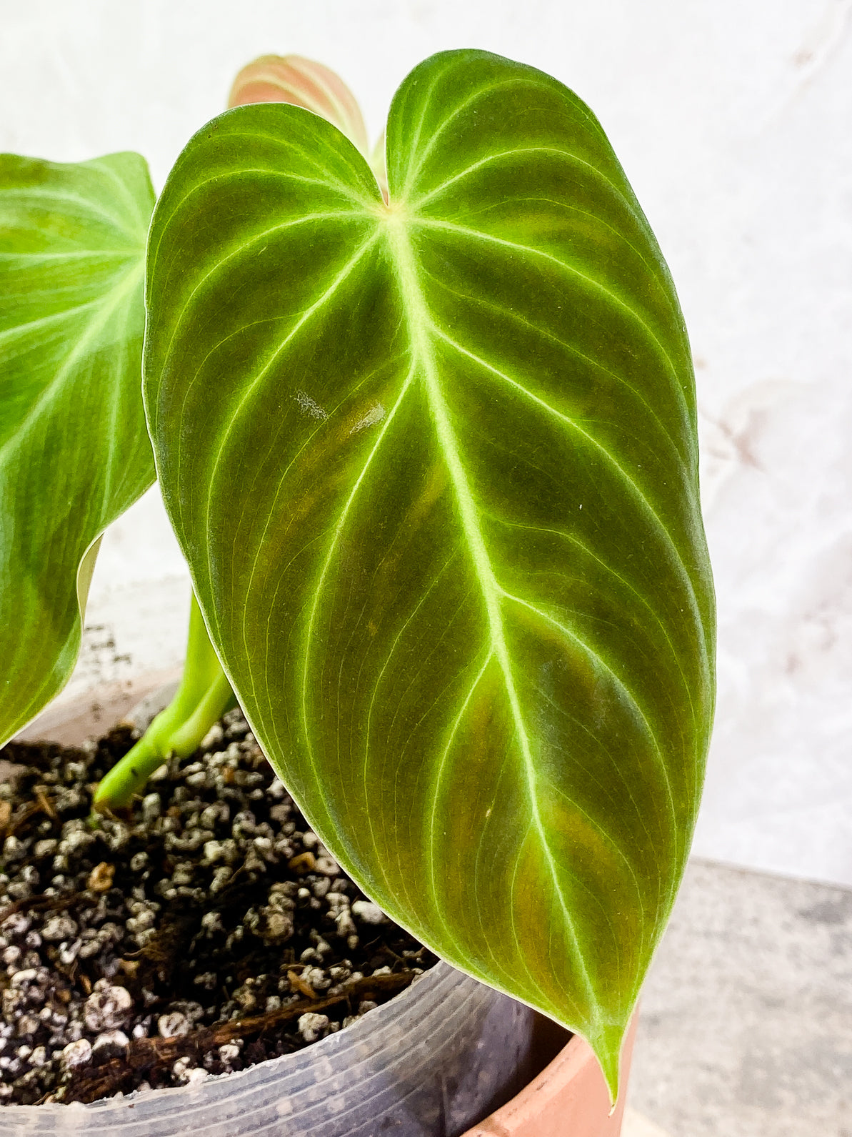 Philodendron Splendid 4 leaves rooted