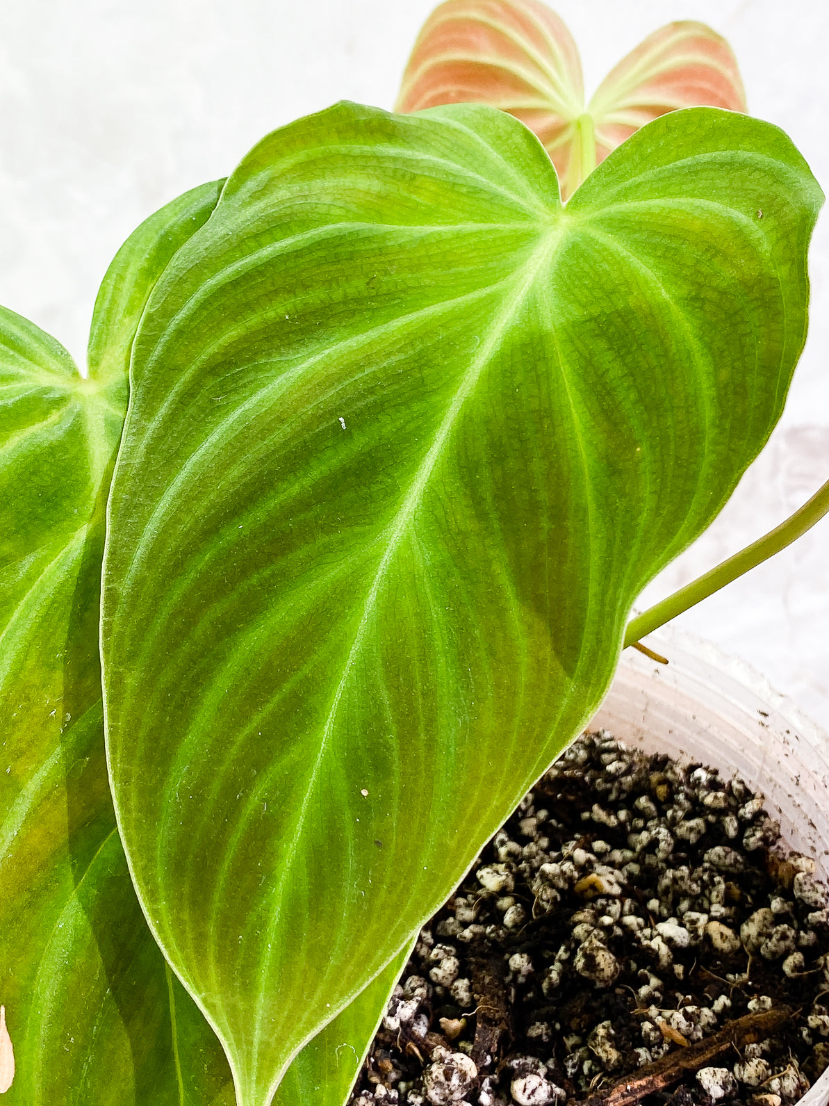 Philodendron Splendid 4 leaves rooted