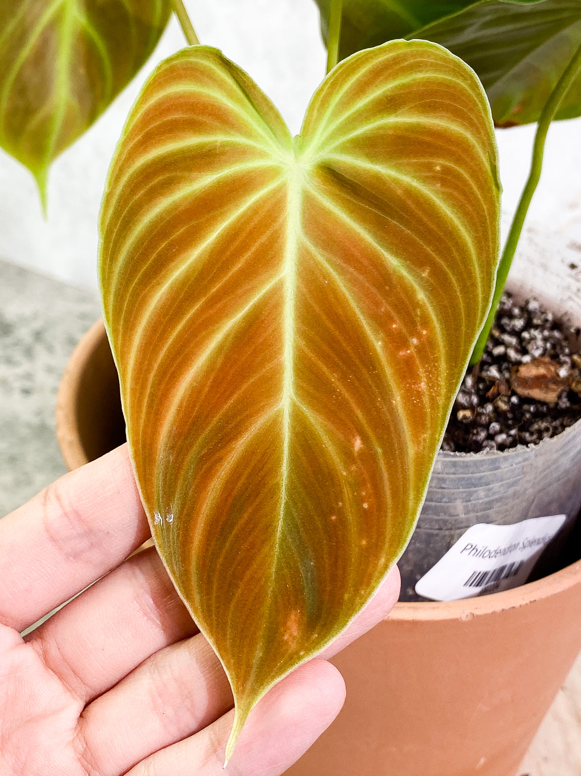 Philodendron Splendid 4 leaves rooted