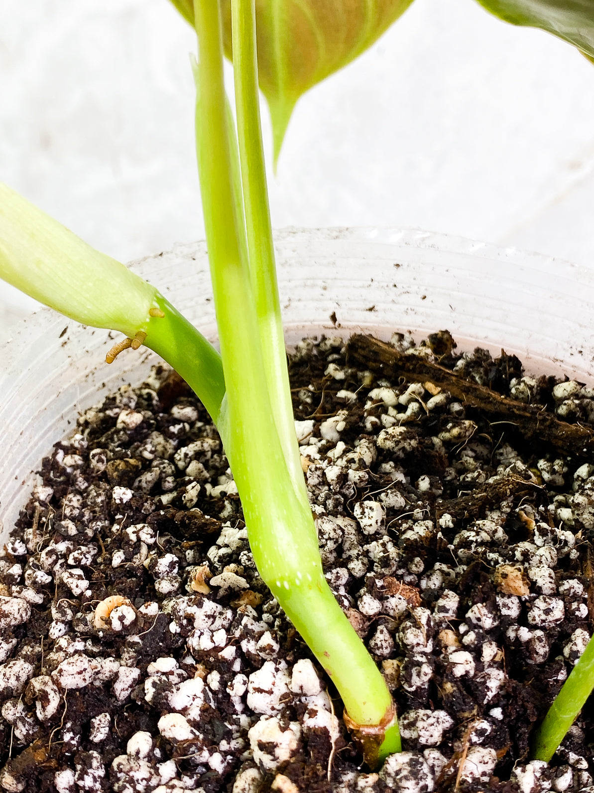 Philodendron Splendid 4 leaves rooted