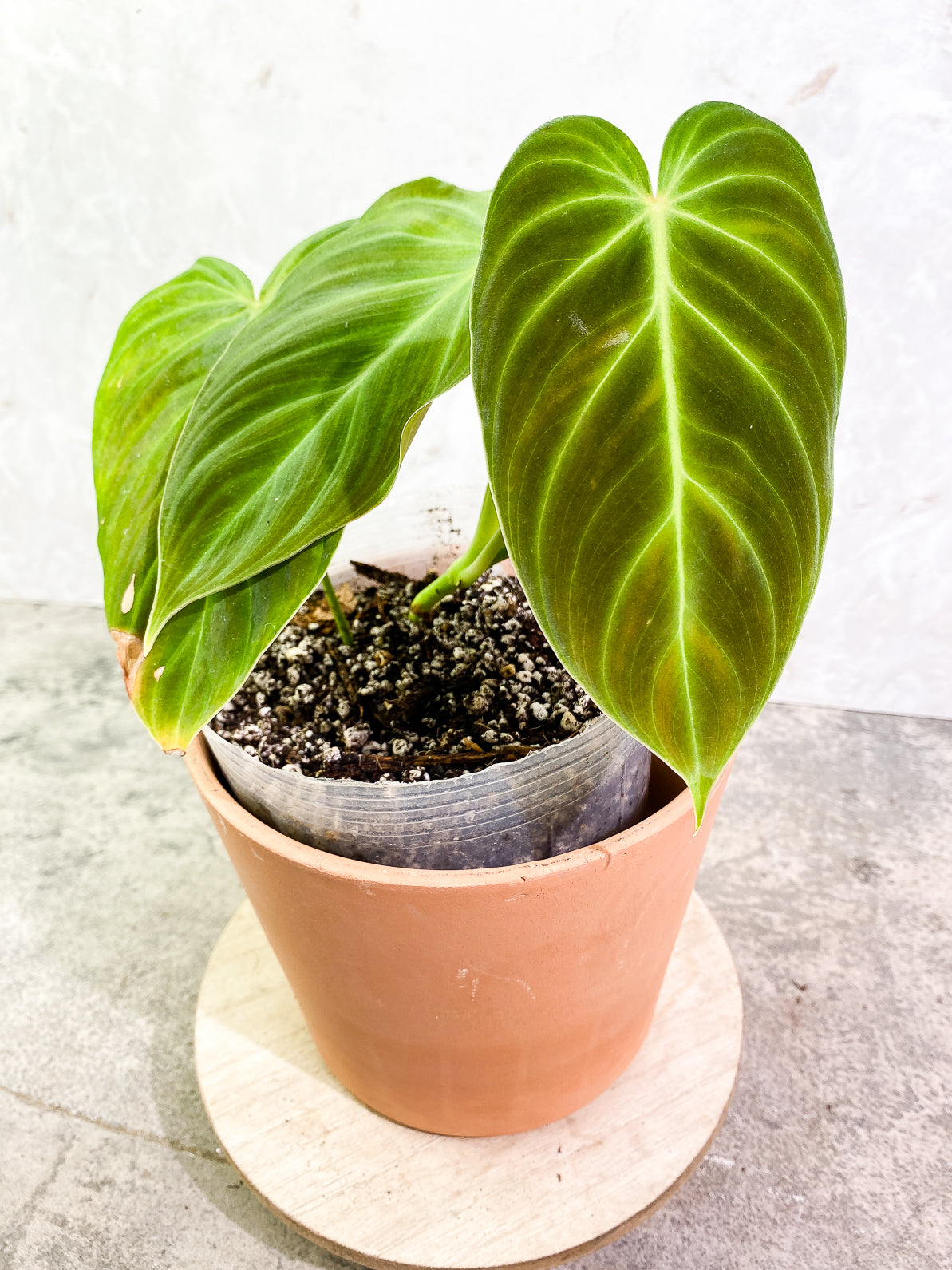 Philodendron Splendid 4 leaves rooted
