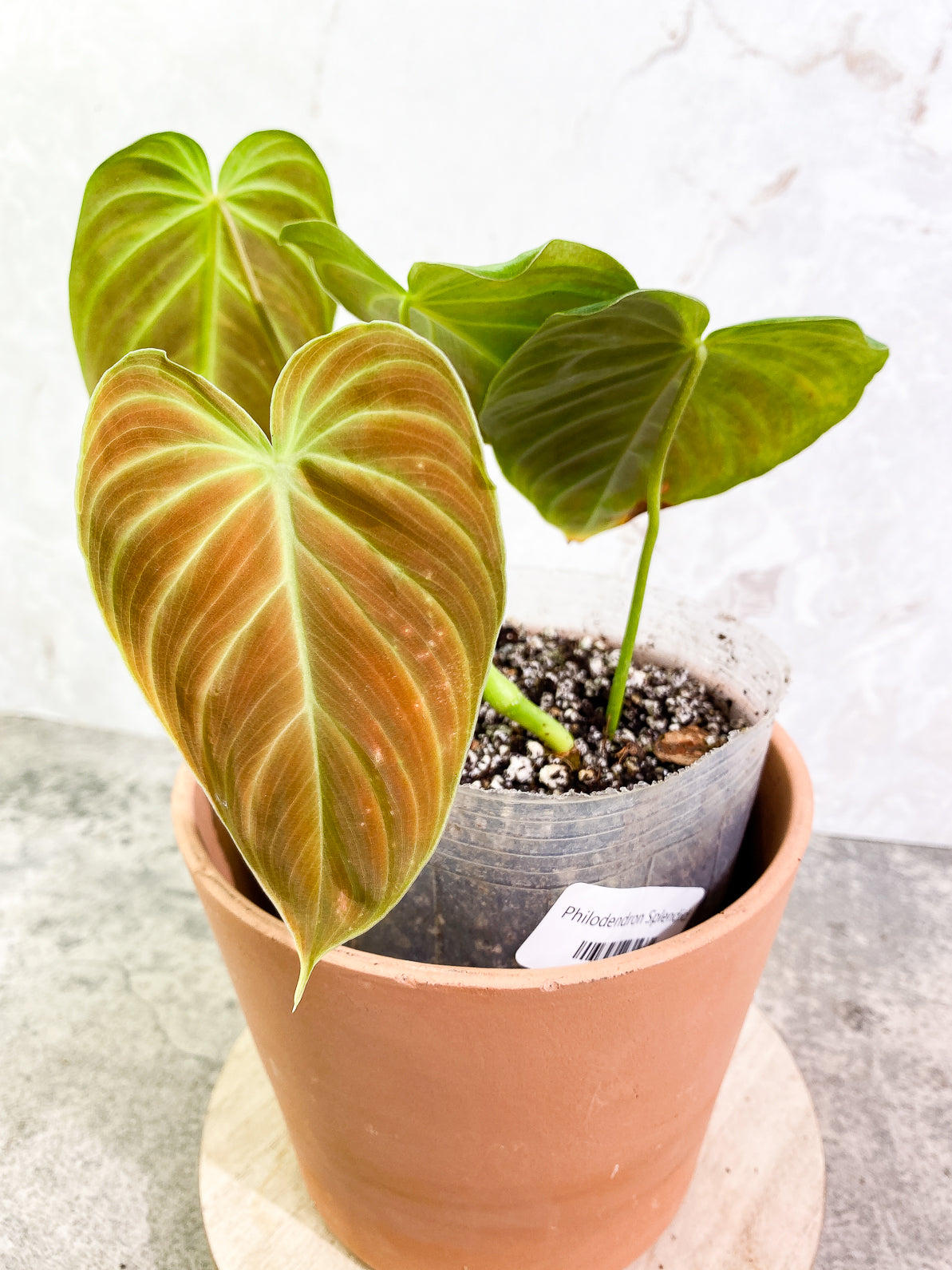 Philodendron Splendid 4 leaves rooted