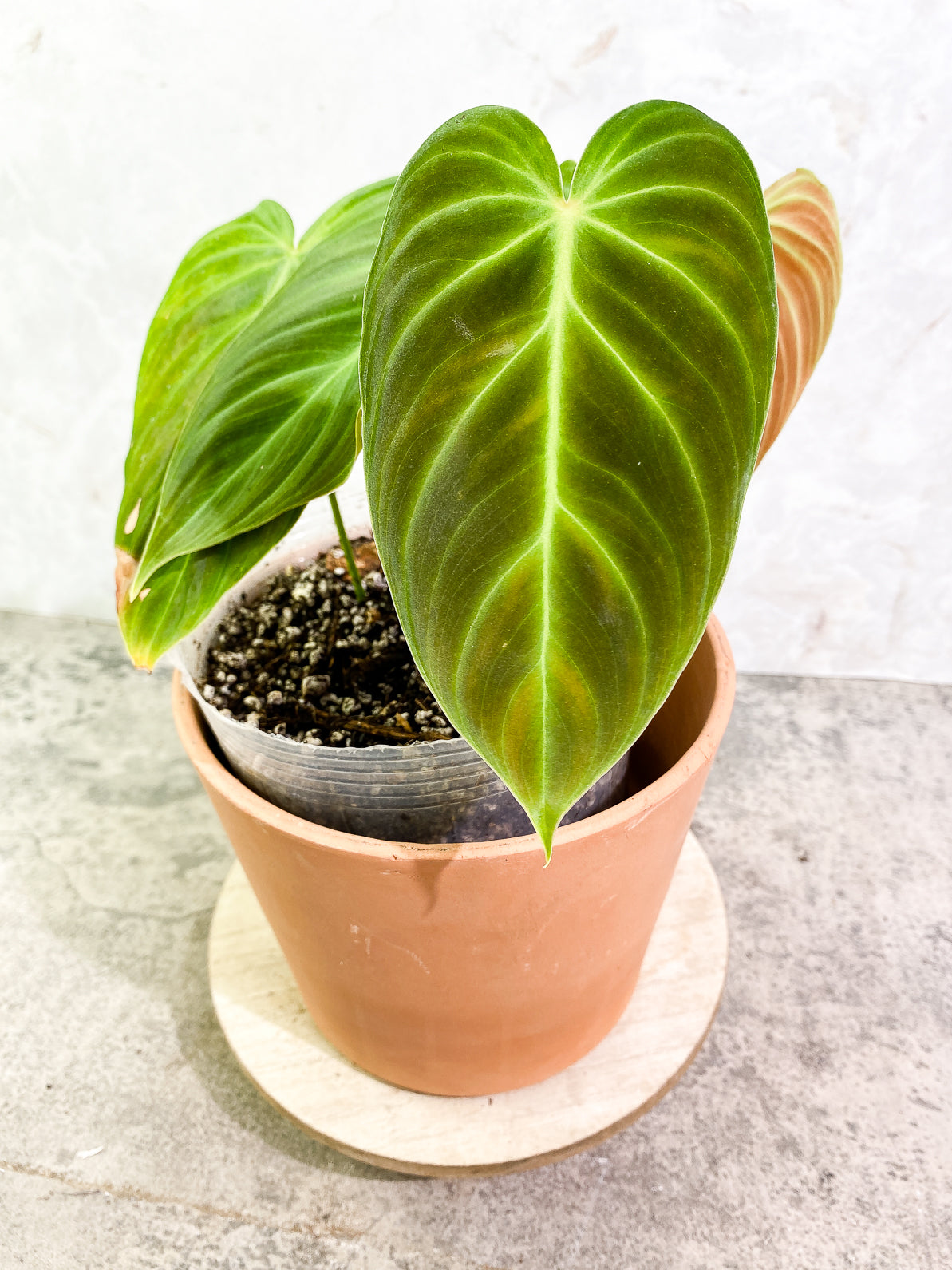 Philodendron Splendid 4 leaves rooted