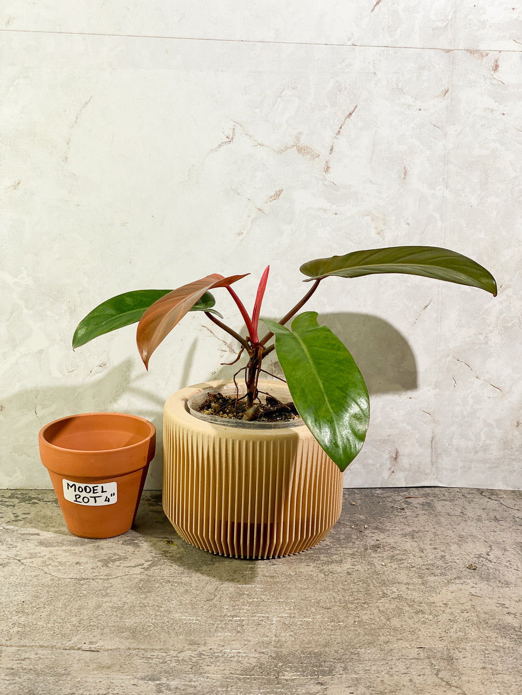 Philodendron Florida Bronze Rooted