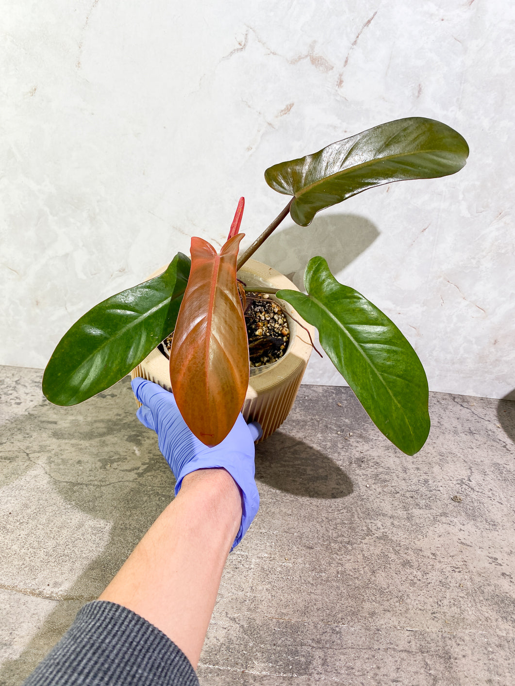 Philodendron Florida Bronze Rooted