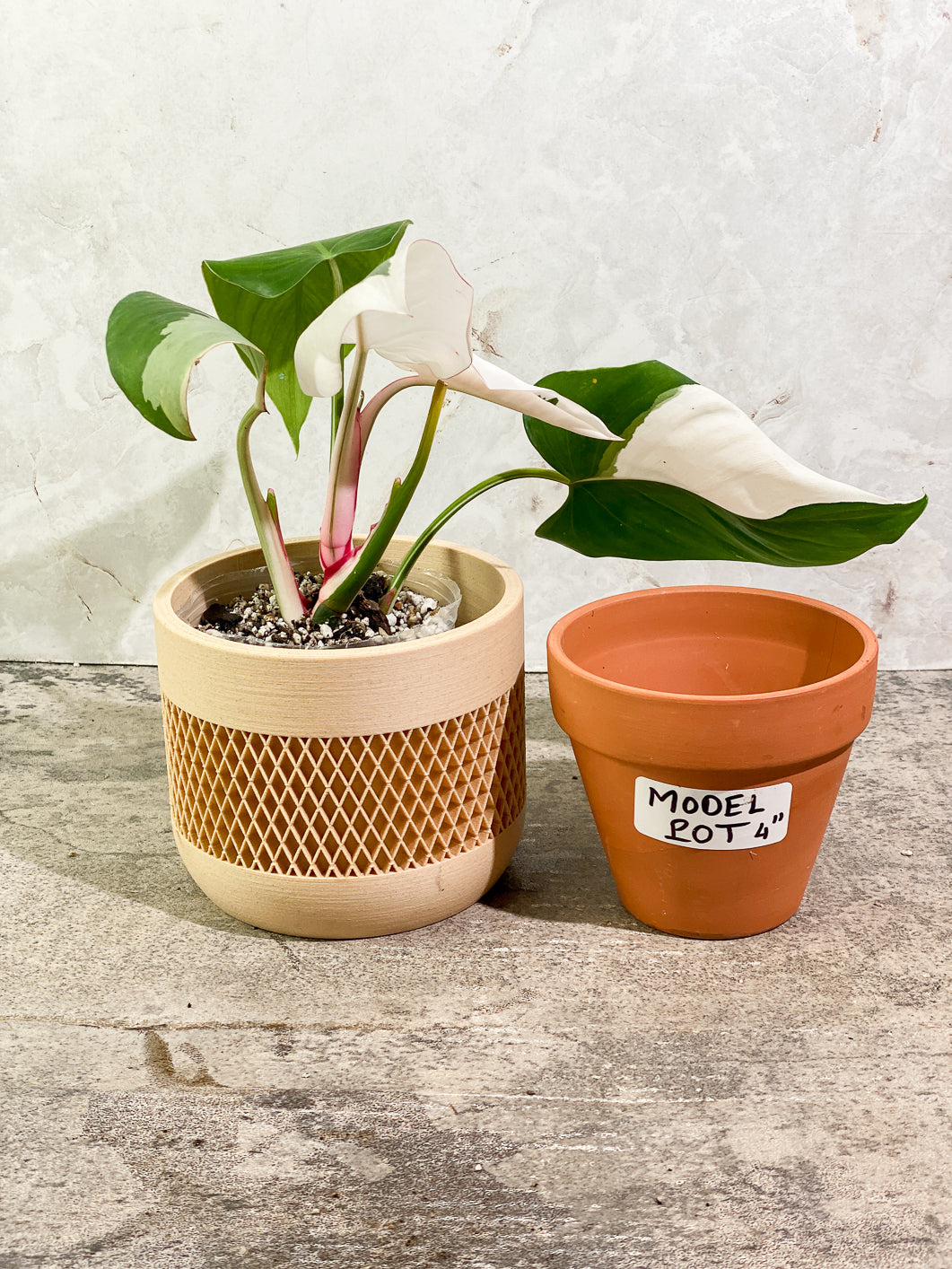 Philodendron White Princess Tricolor