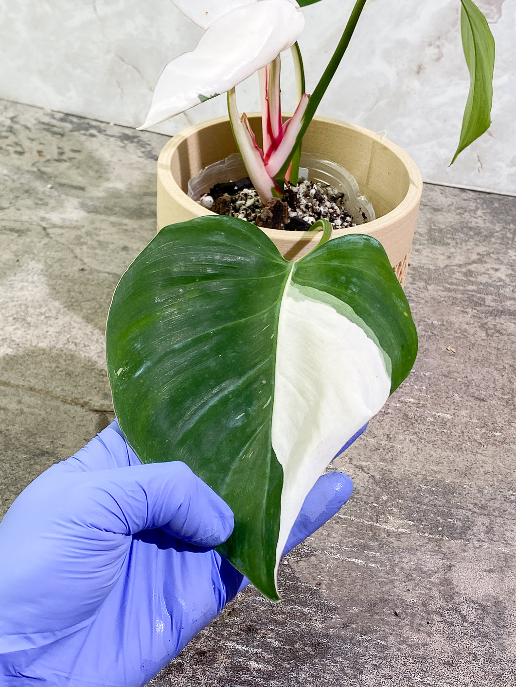 Philodendron White Princess Tricolor