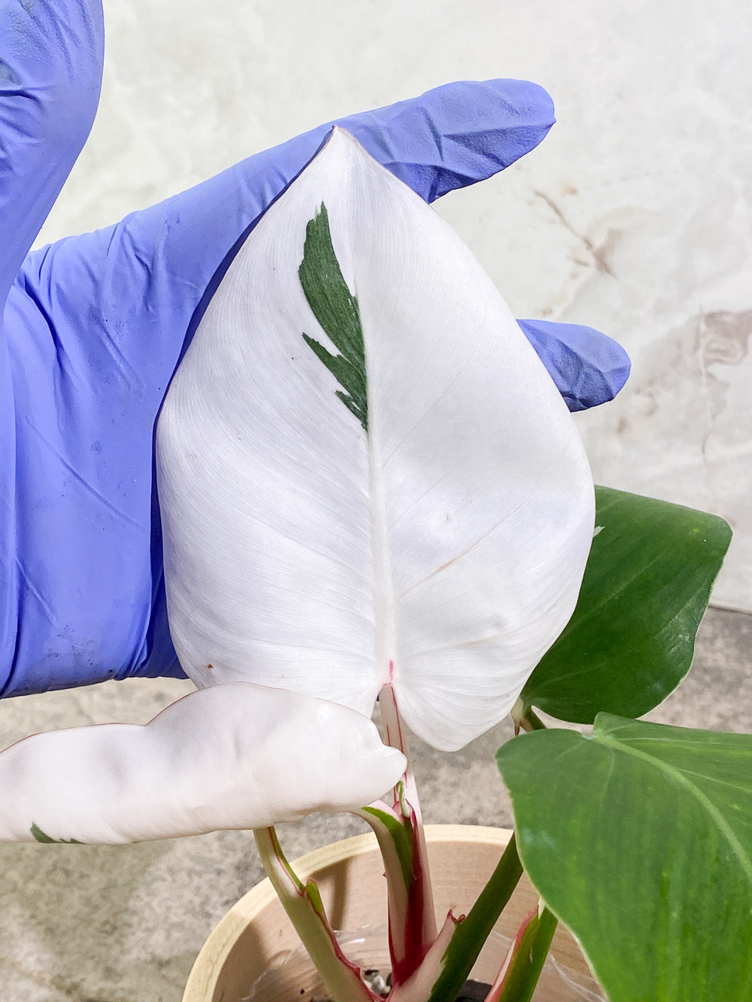 Philodendron White Princess Tricolor