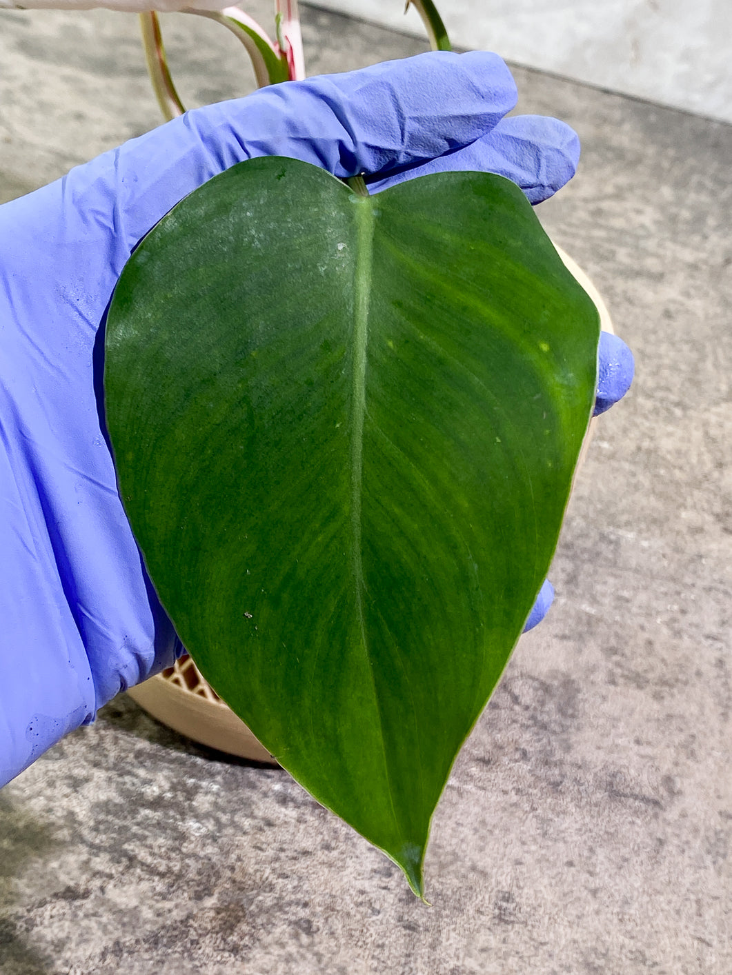 Philodendron White Princess Tricolor
